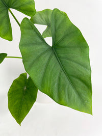 Alocasia Puber 'Green Goddess' - Bumble Plants