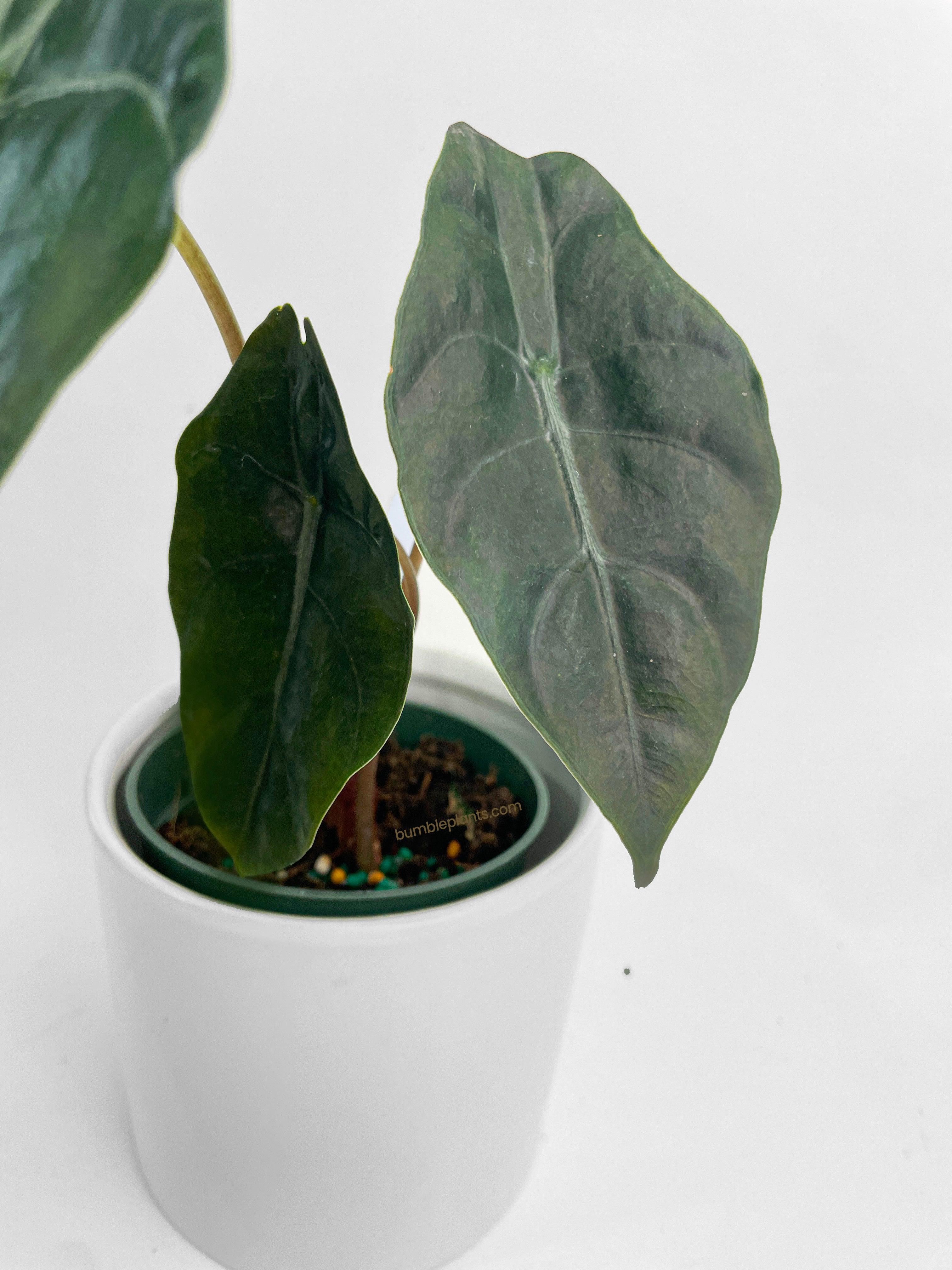 Alocasia X Chantrieri Hybrid - Bumble Plants