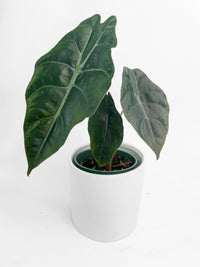 Alocasia X Chantrieri Hybrid - Bumble Plants