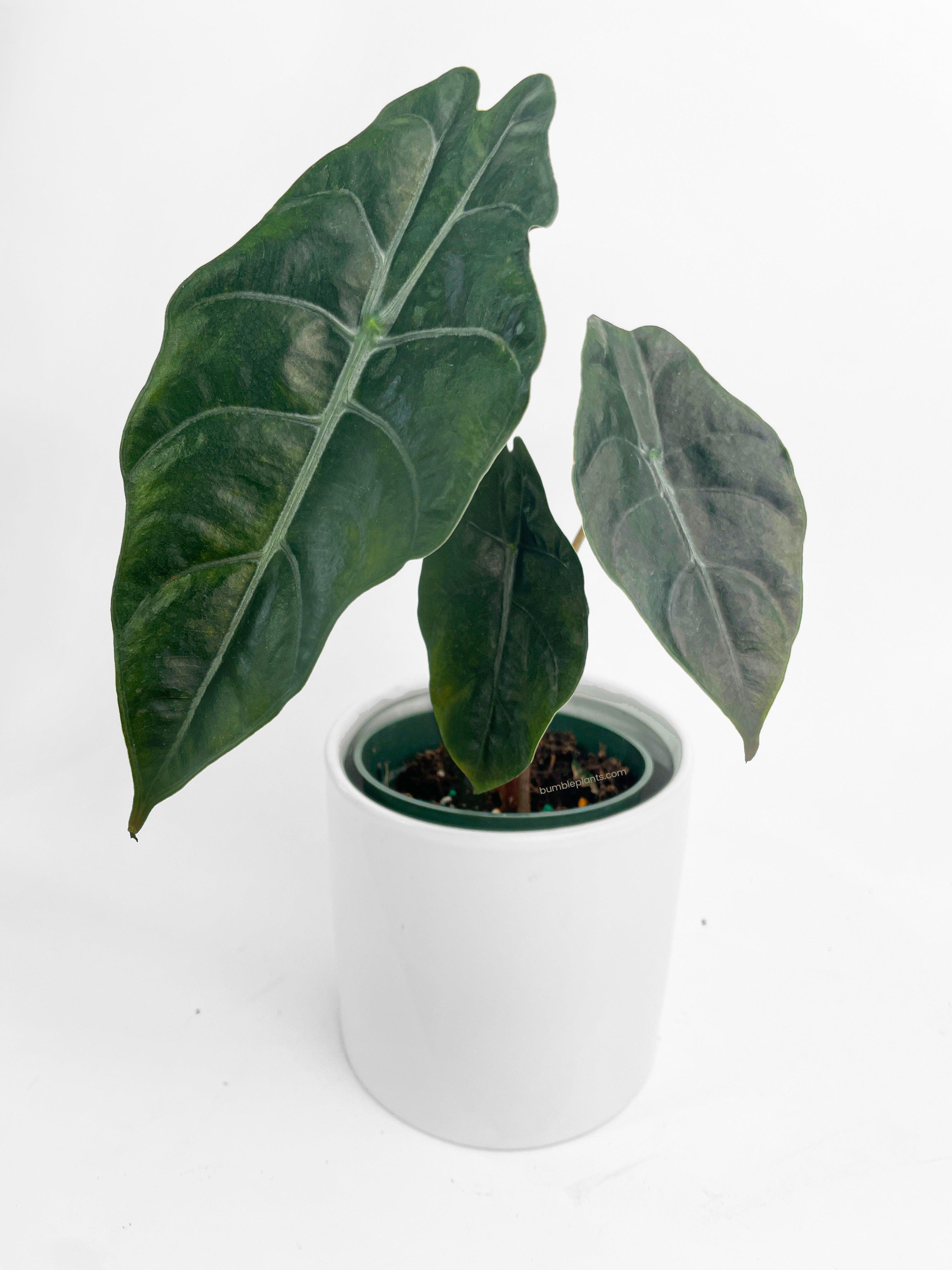 Alocasia X Chantrieri Hybrid - Bumble Plants