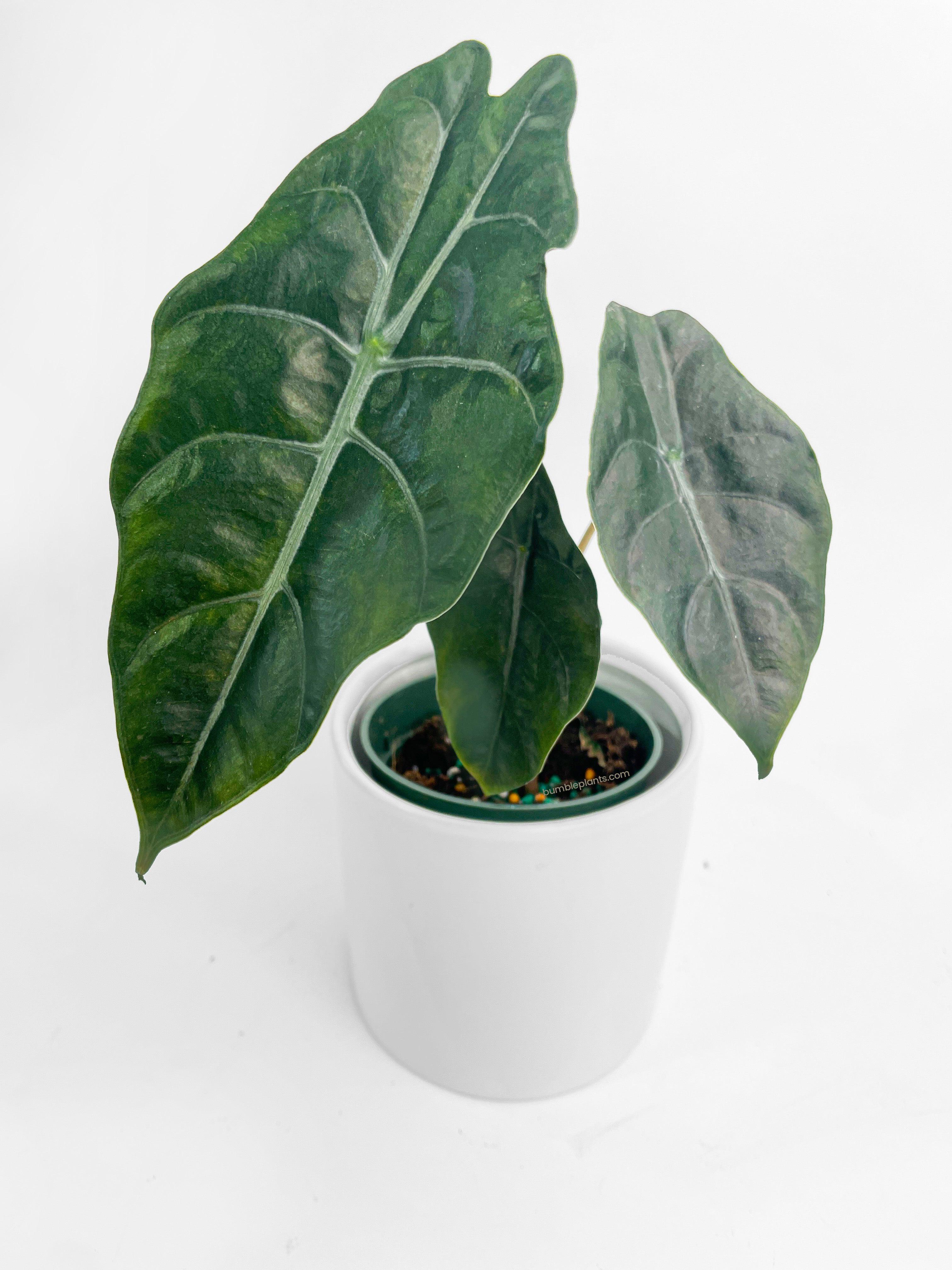 Alocasia X Chantrieri Hybrid - Bumble Plants