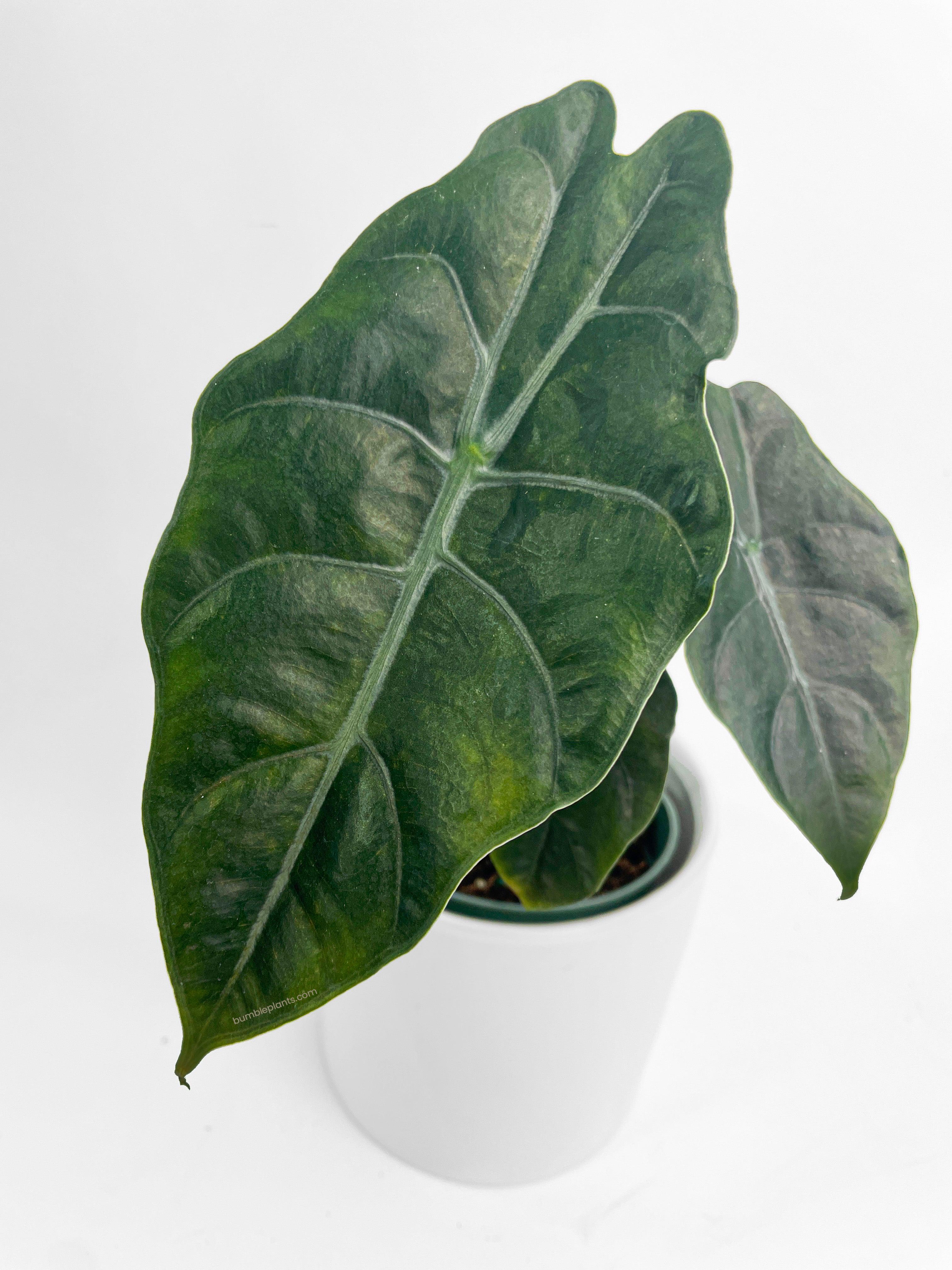 Alocasia X Chantrieri Hybrid - Bumble Plants