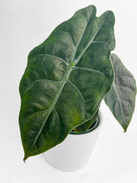 Alocasia X Chantrieri Hybrid - Bumble Plants