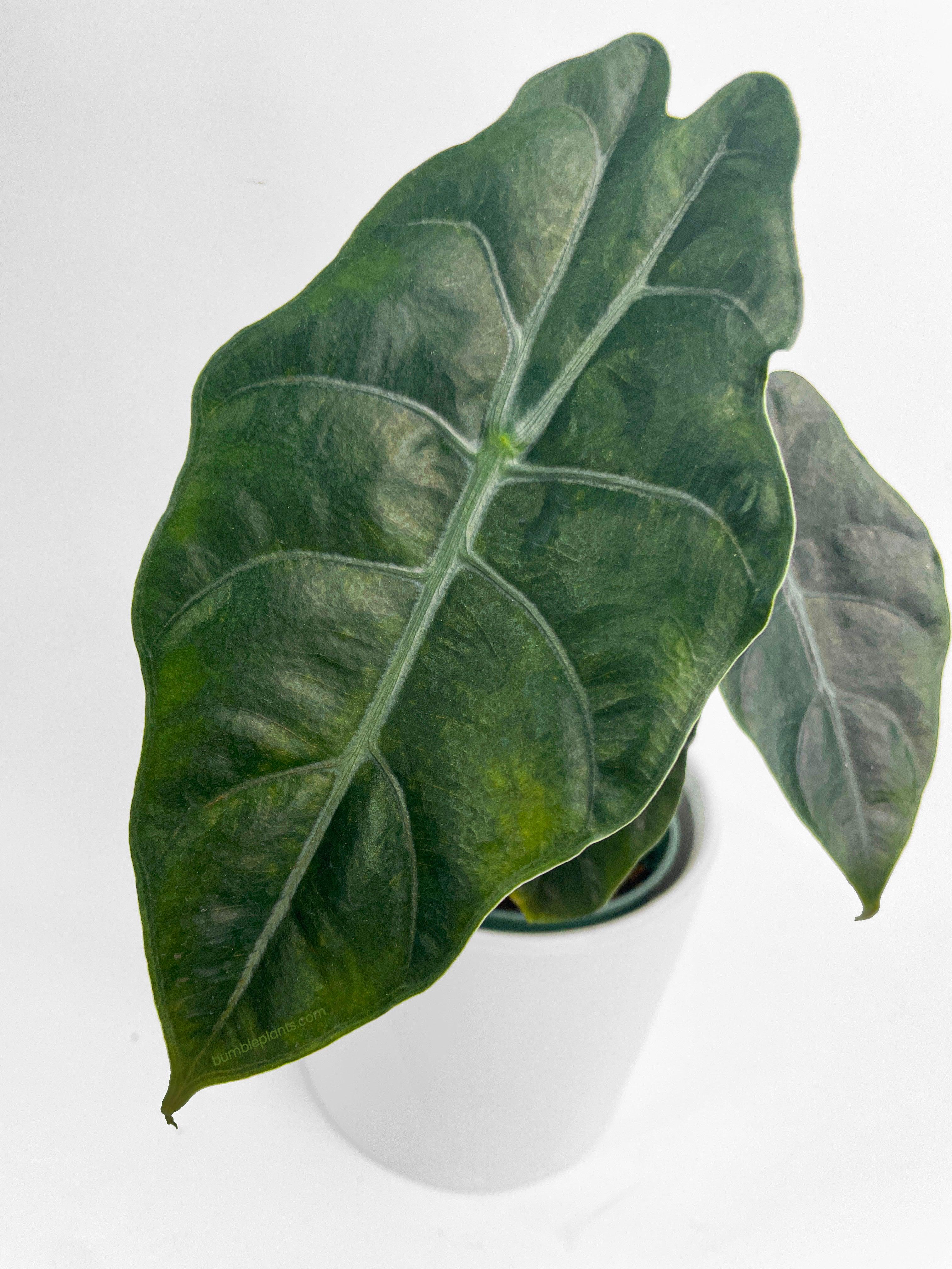 Alocasia X Chantrieri Hybrid - Bumble Plants