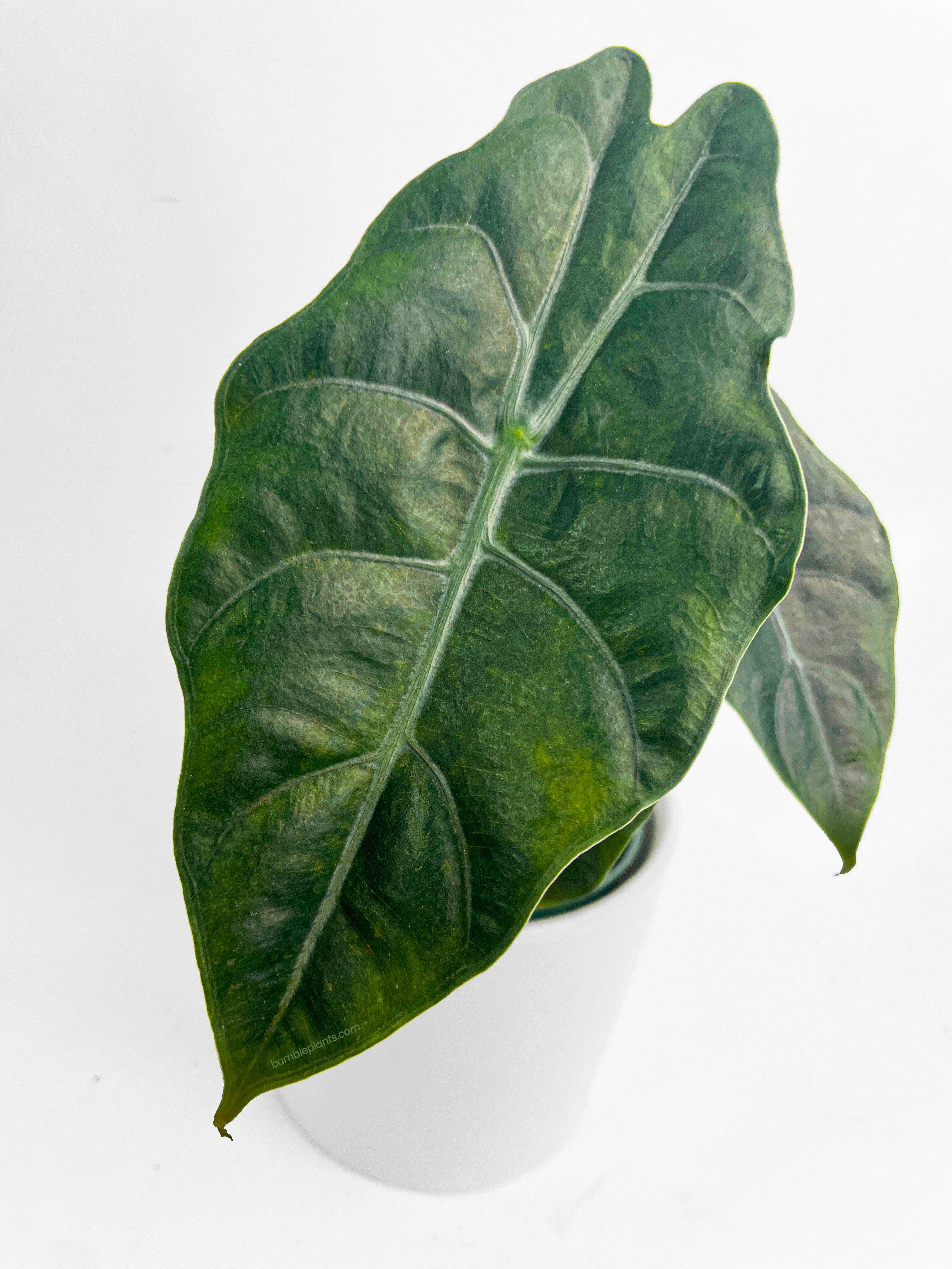 Alocasia X Chantrieri Hybrid - Bumble Plants