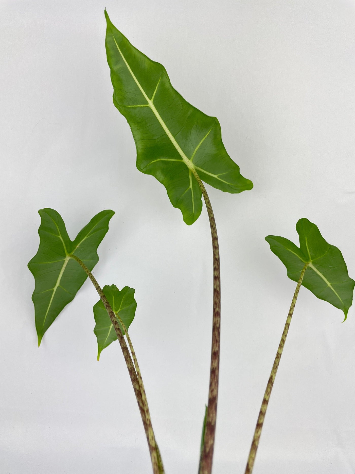 Alocasia Zebrina Hybrid "Sarian" - Bumble Plants