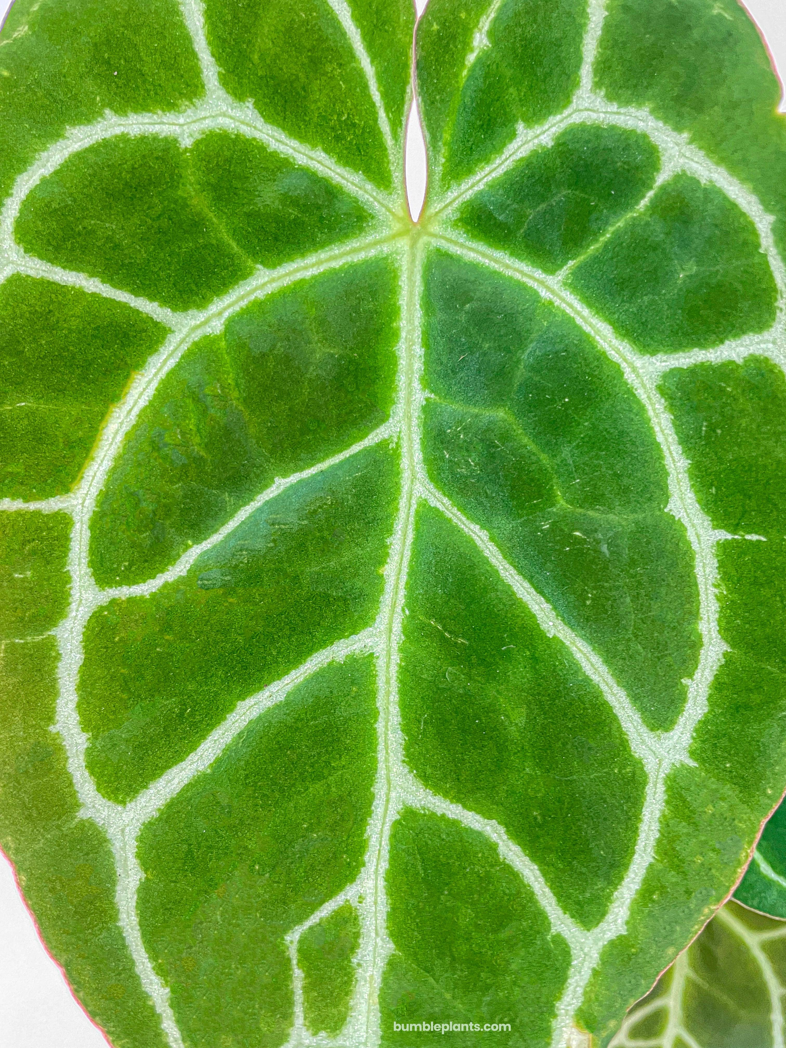 Anthurium Crystallinum - Bumble Plants