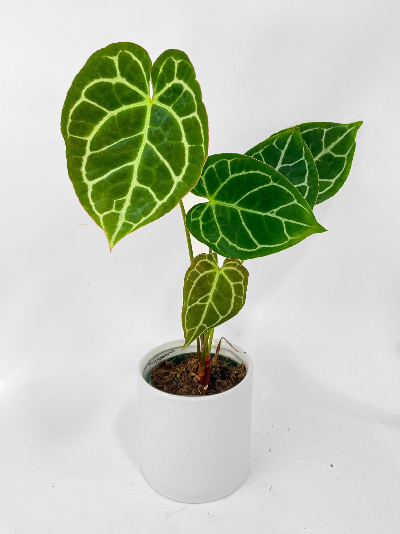 anthurium crystallinum flower Anthurium Crystallinum