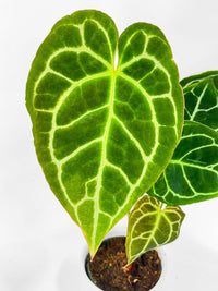 Anthurium Crystallinum - Bumble Plants