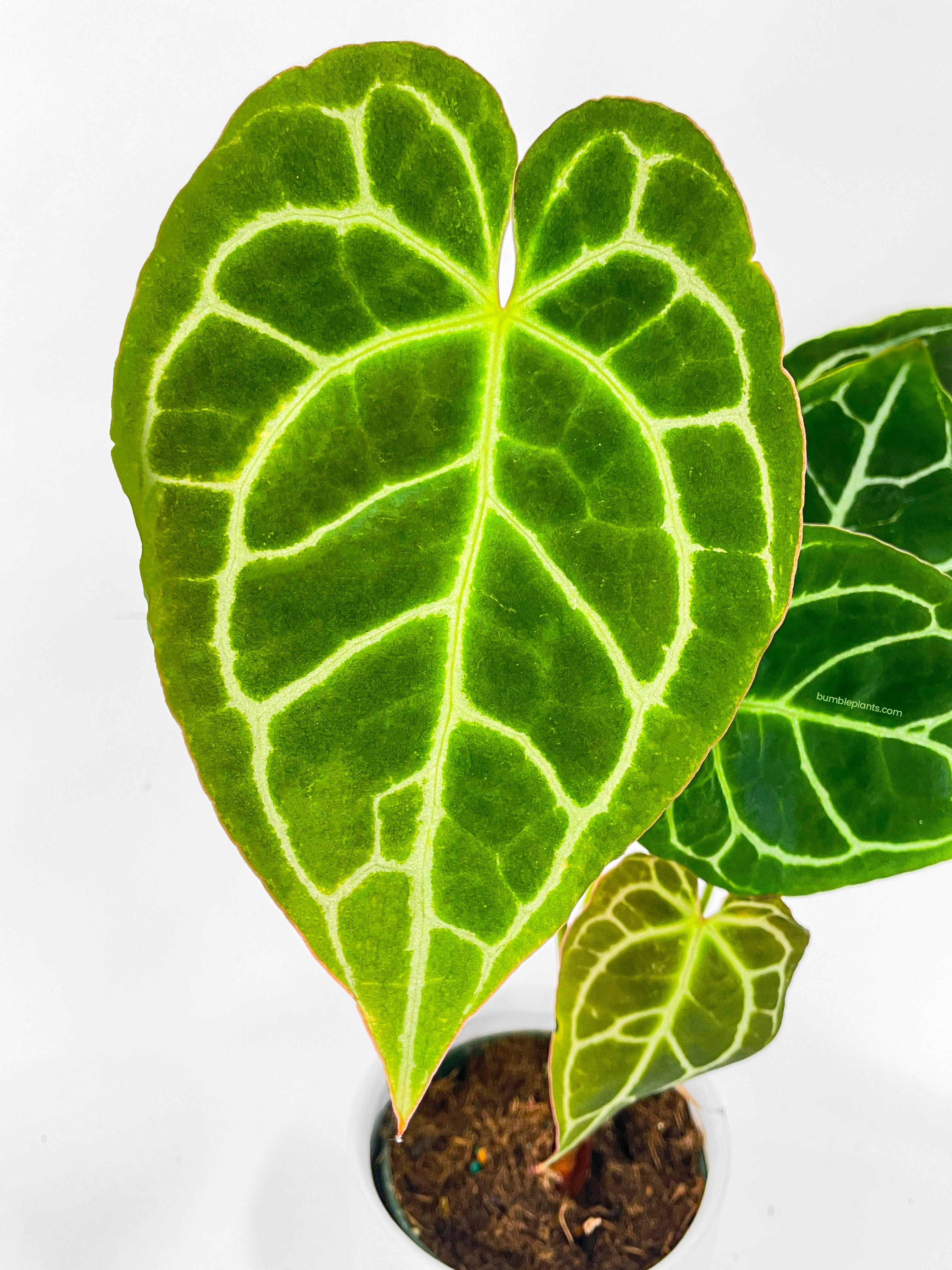 Anthurium Crystallinum - Bumble Plants