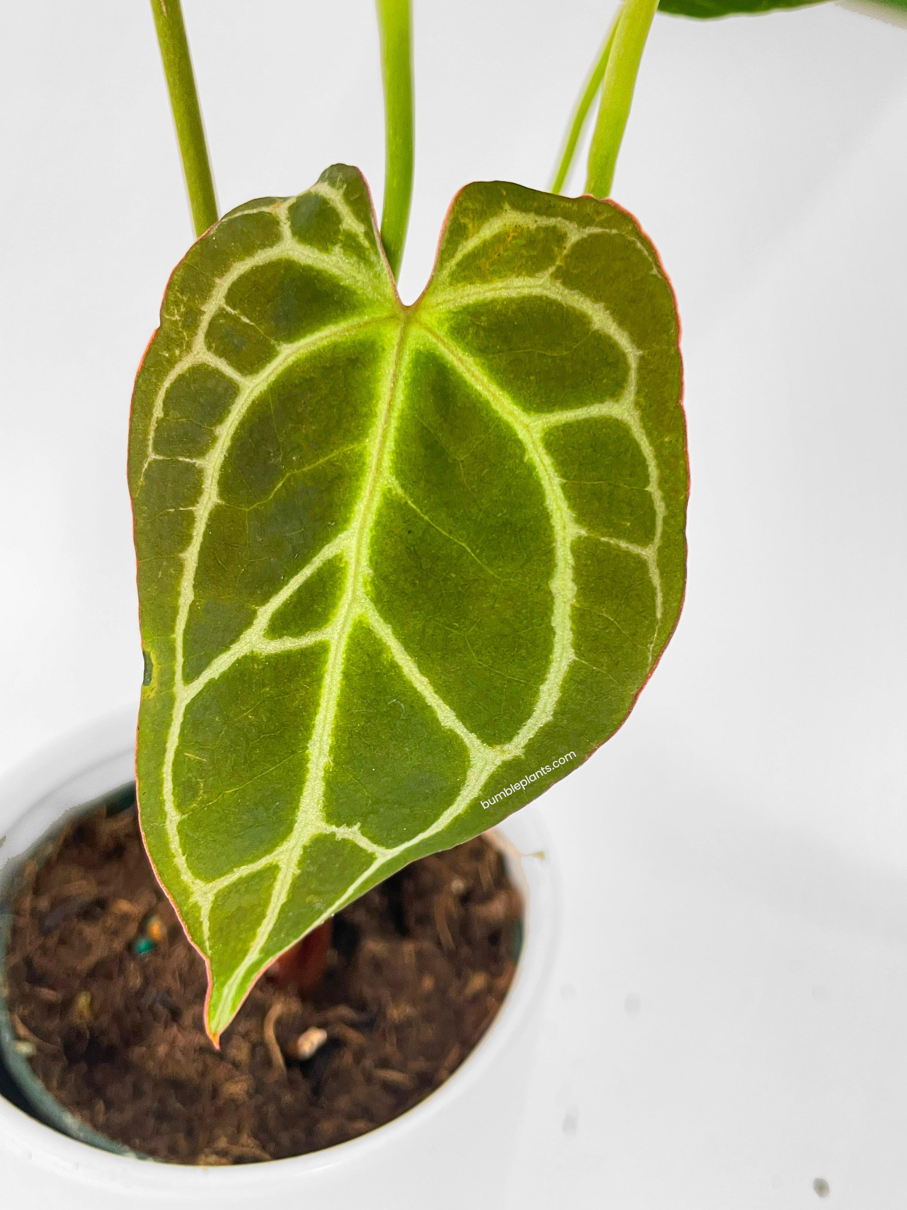 Anthurium Crystallinum - Bumble Plants