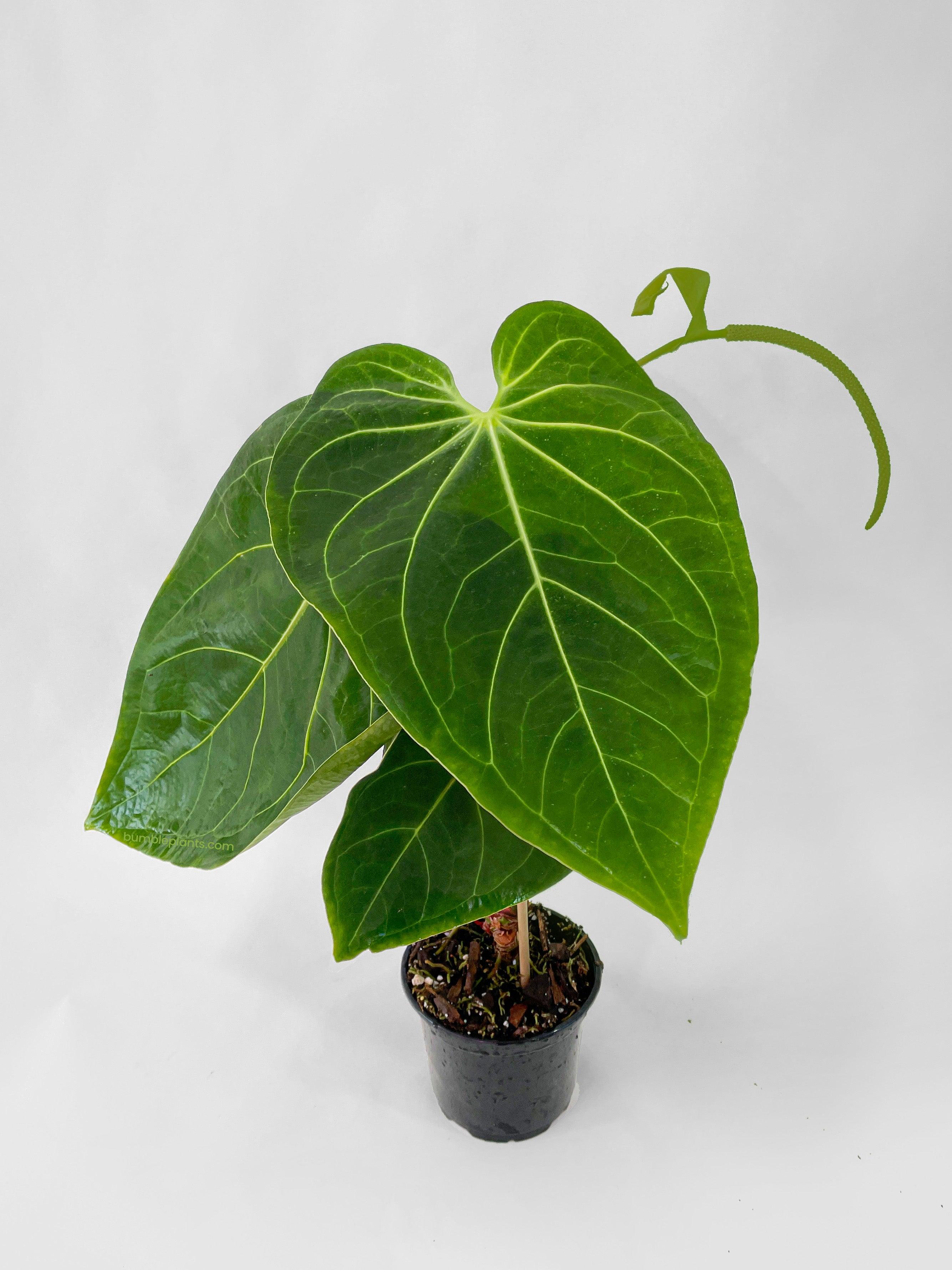 Anthurium Magnificum - Bumble Plants