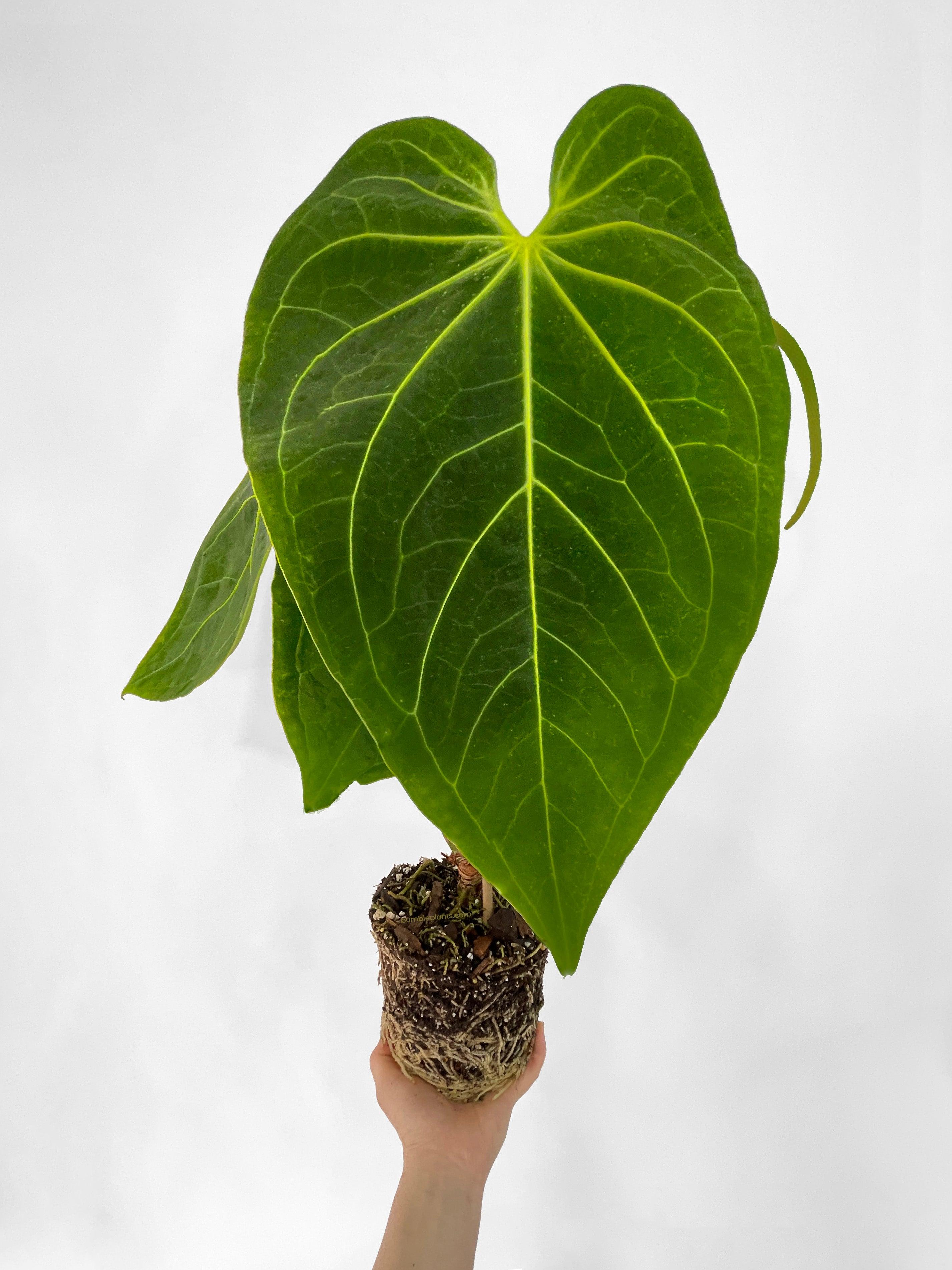 anthurium magnificum square petiole Live Anthurium Magnificum