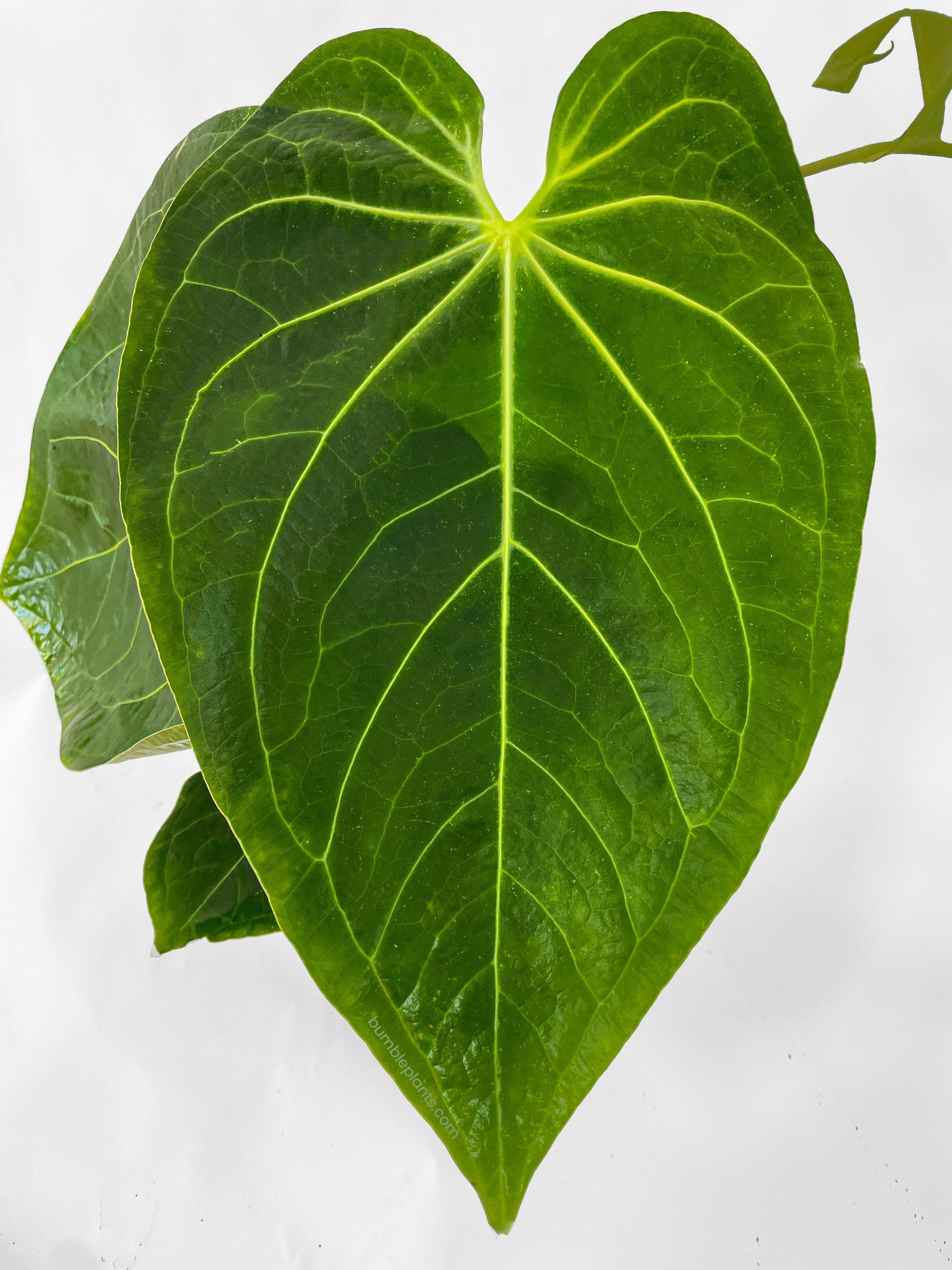 Anthurium Magnificum - Bumble Plants