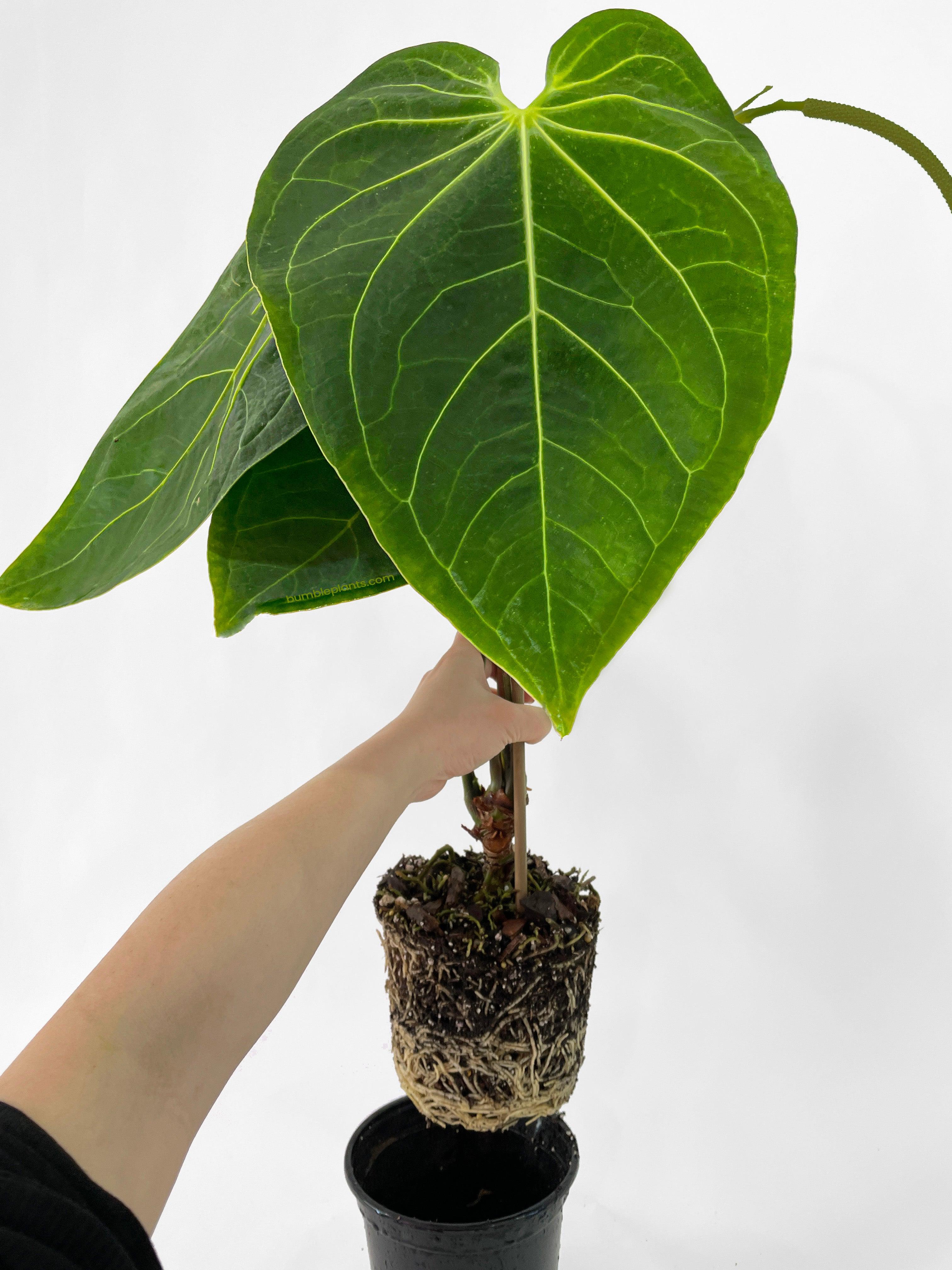 Anthurium Magnificum - Bumble Plants