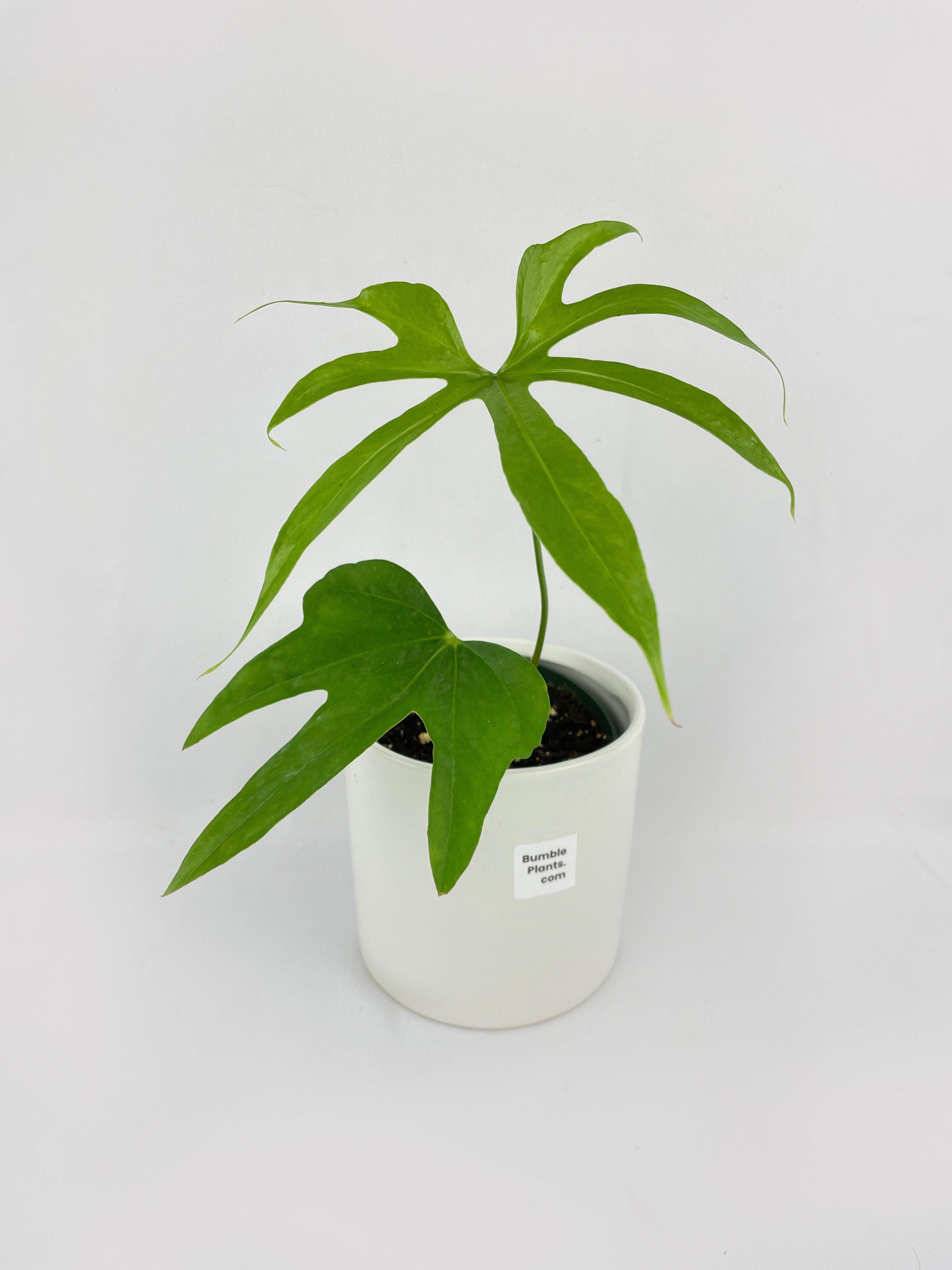 Anthurium Pedatoradiatum - Bumble Plants