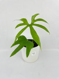 Anthurium Pedatoradiatum - Bumble Plants