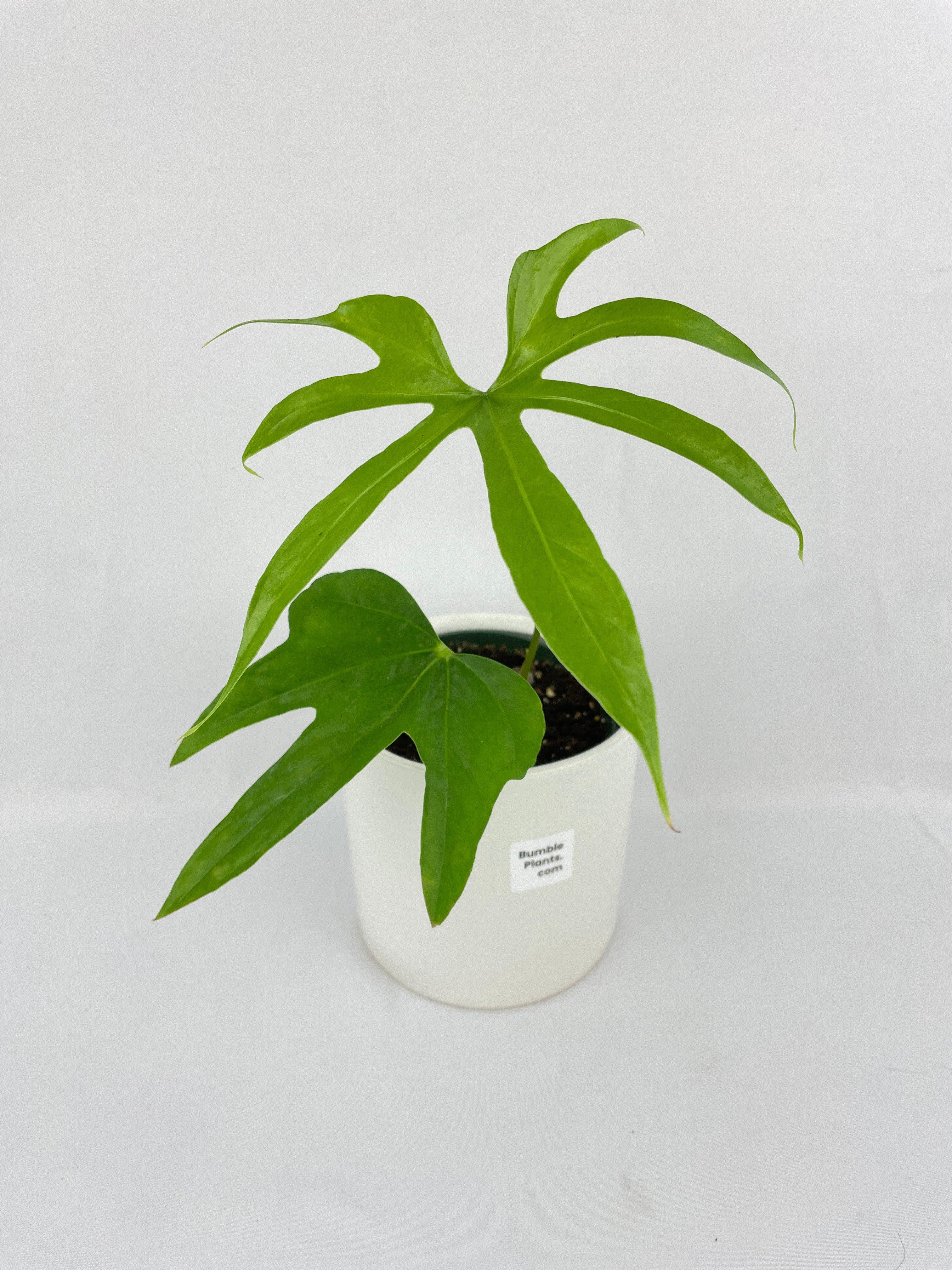 Anthurium Pedatoradiatum - Bumble Plants