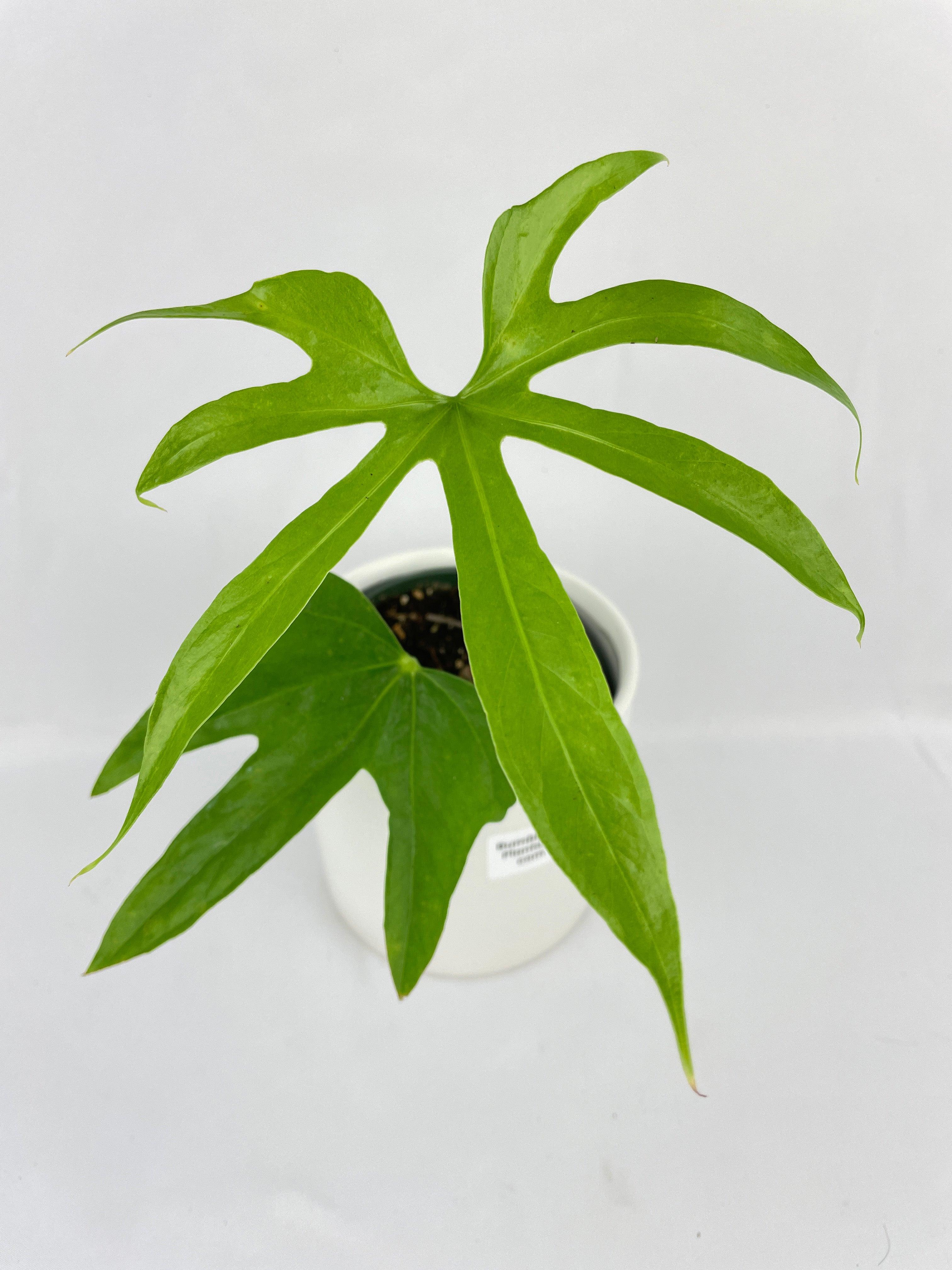 Anthurium Pedatoradiatum - Bumble Plants