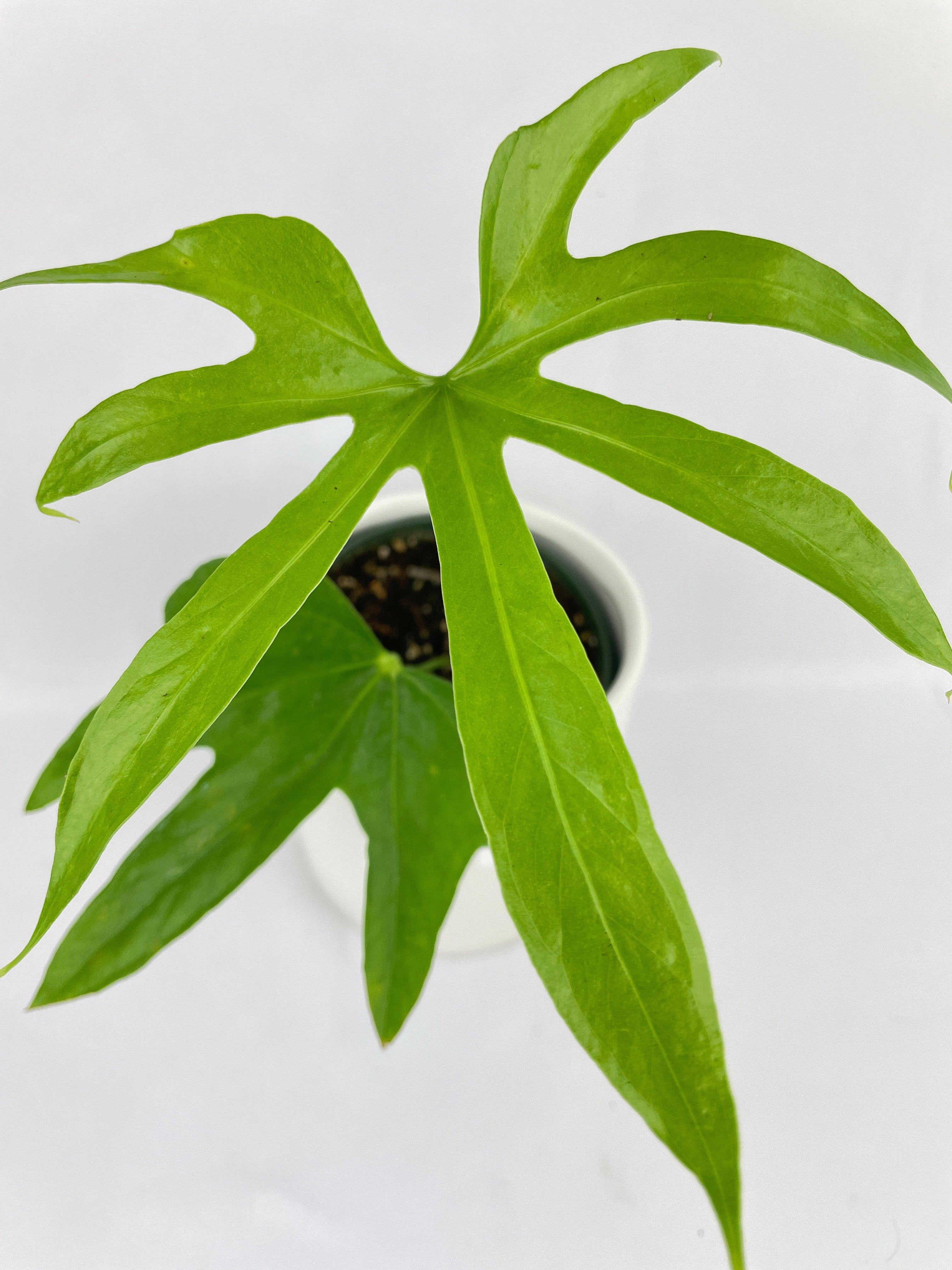Anthurium Pedatoradiatum - Bumble Plants
