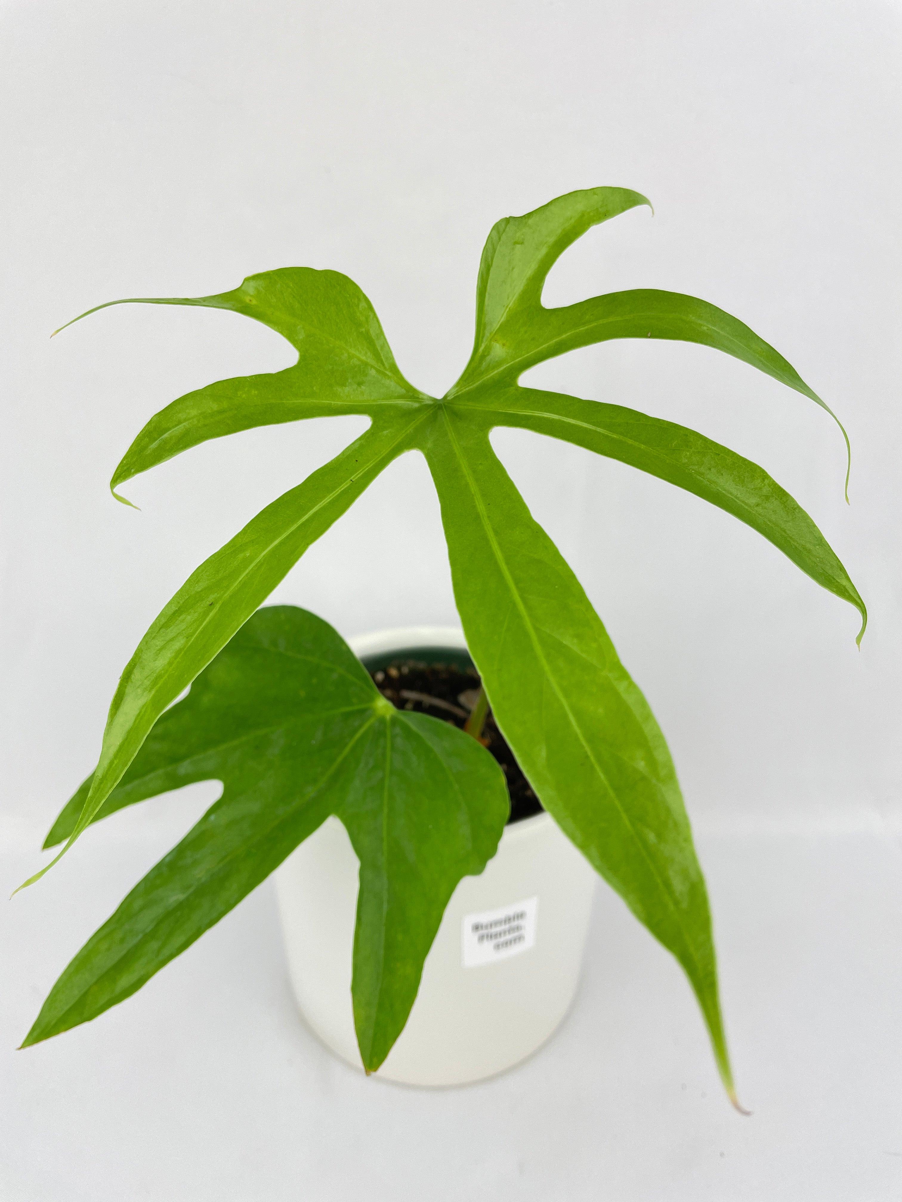 Anthurium Pedatoradiatum - Bumble Plants