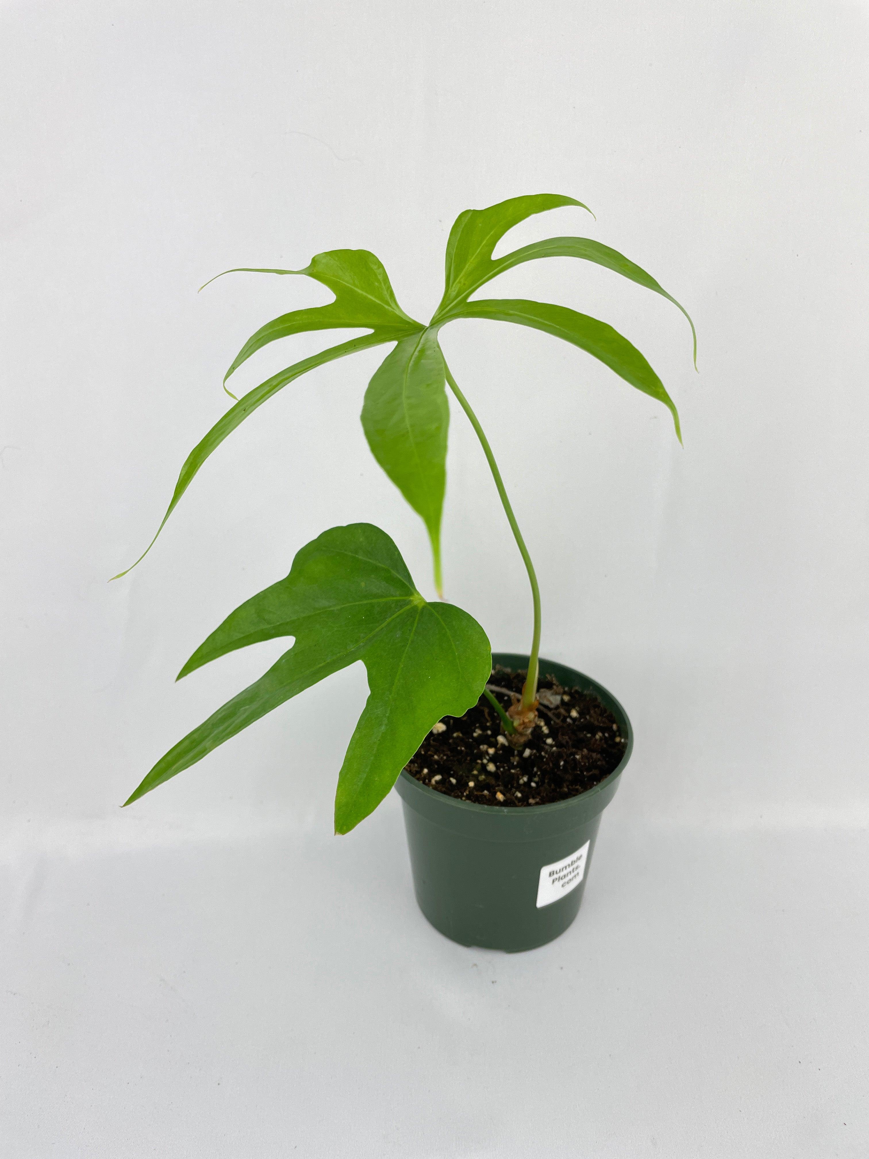 Anthurium Pedatoradiatum - Bumble Plants