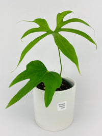 Anthurium Pedatoradiatum - Bumble Plants