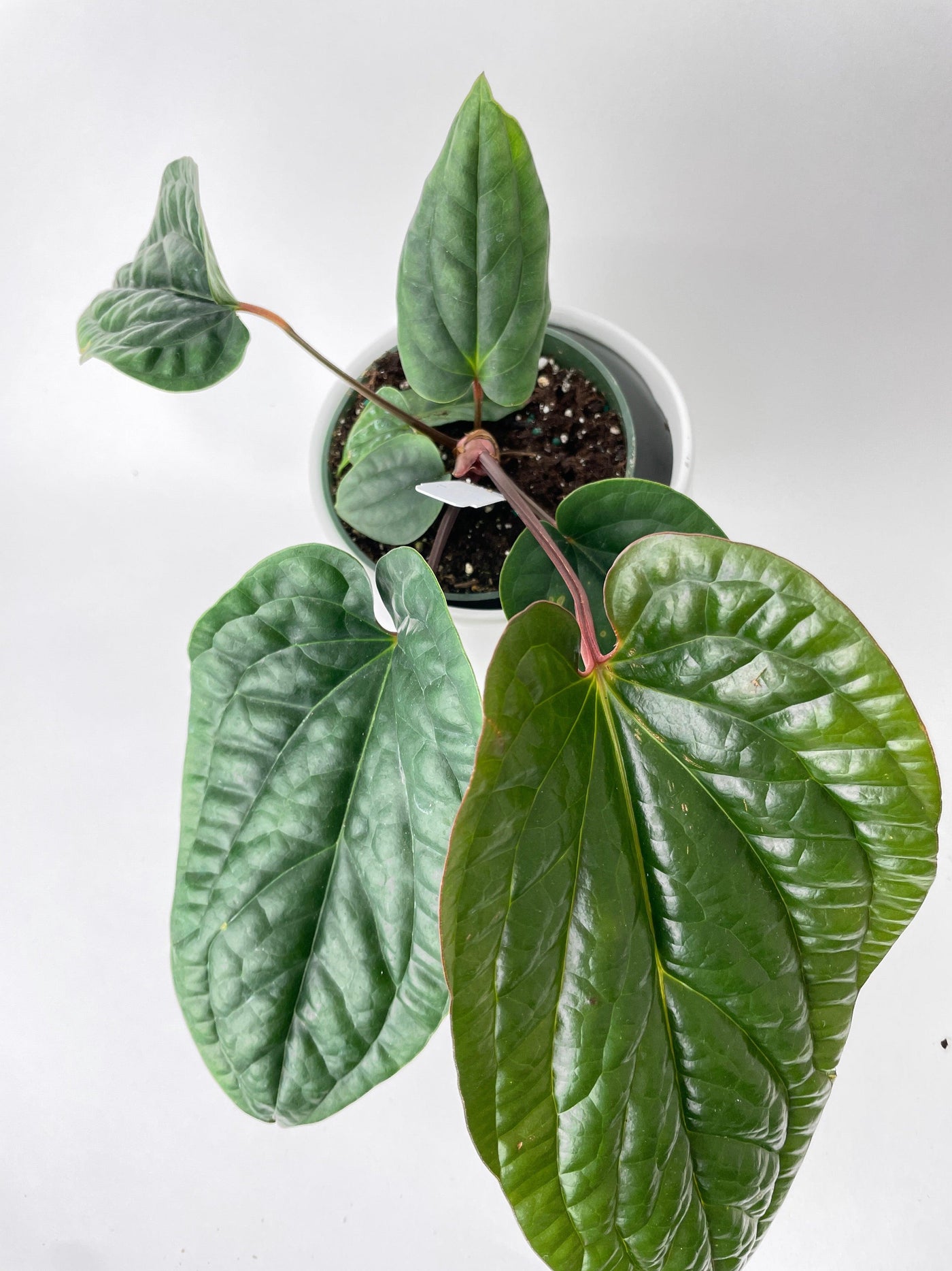 anthurium radicans flower Live Anthurium Radicans