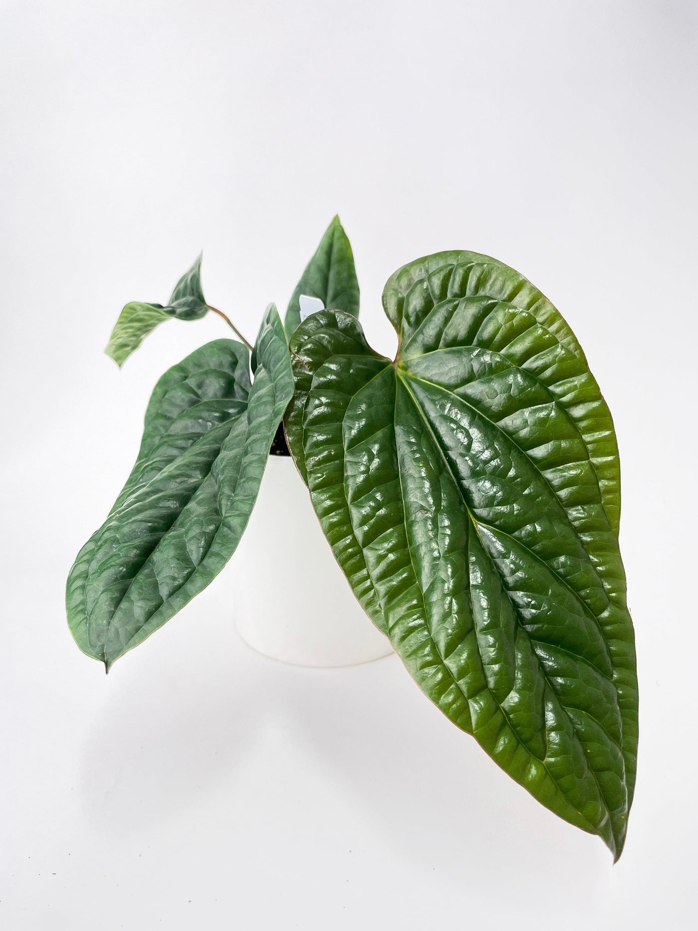 Anthurium Radicans - Bumble Plants