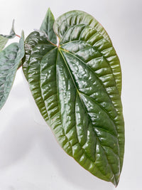 Anthurium Radicans - Bumble Plants