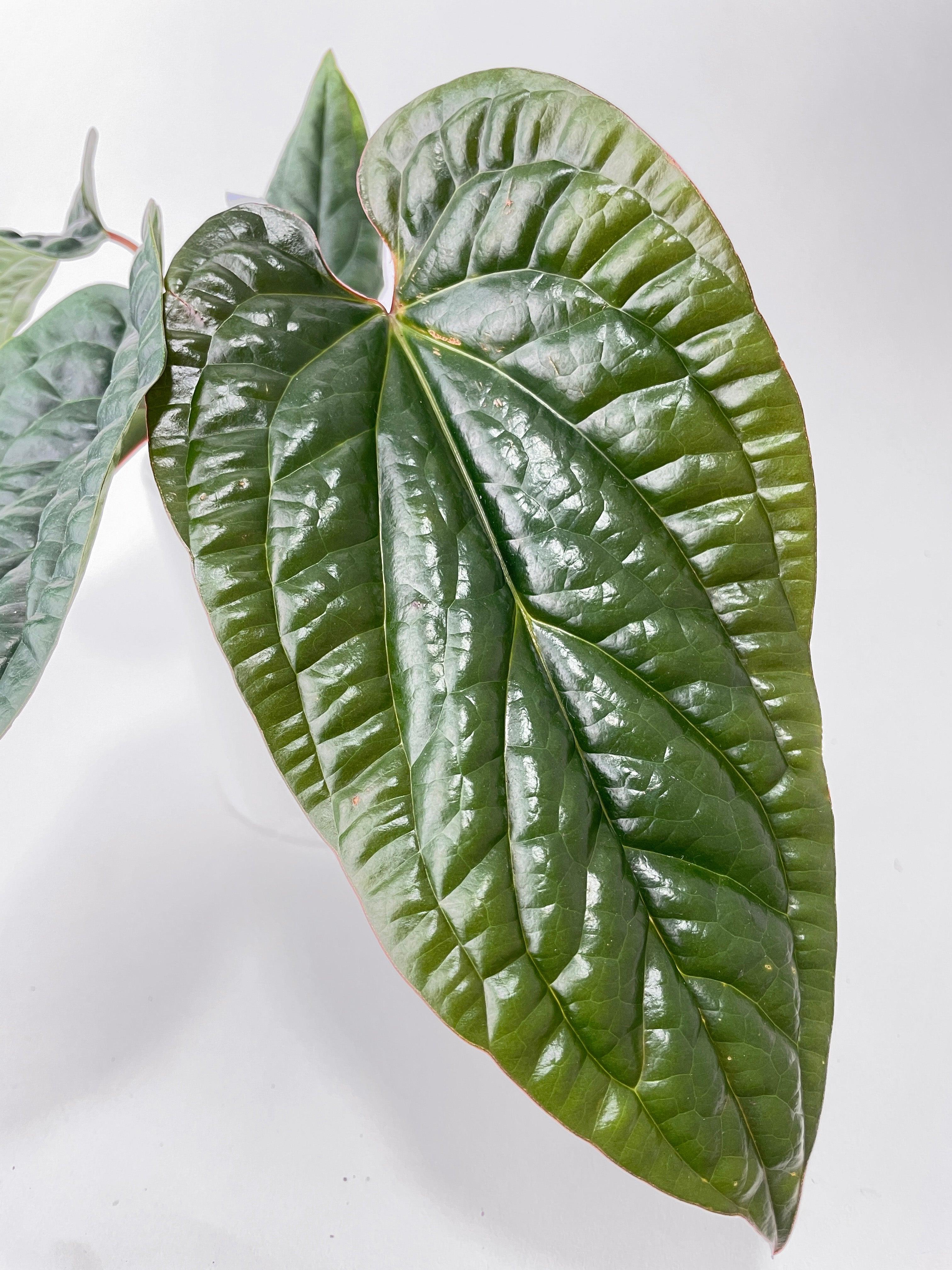 Anthurium Radicans - Bumble Plants