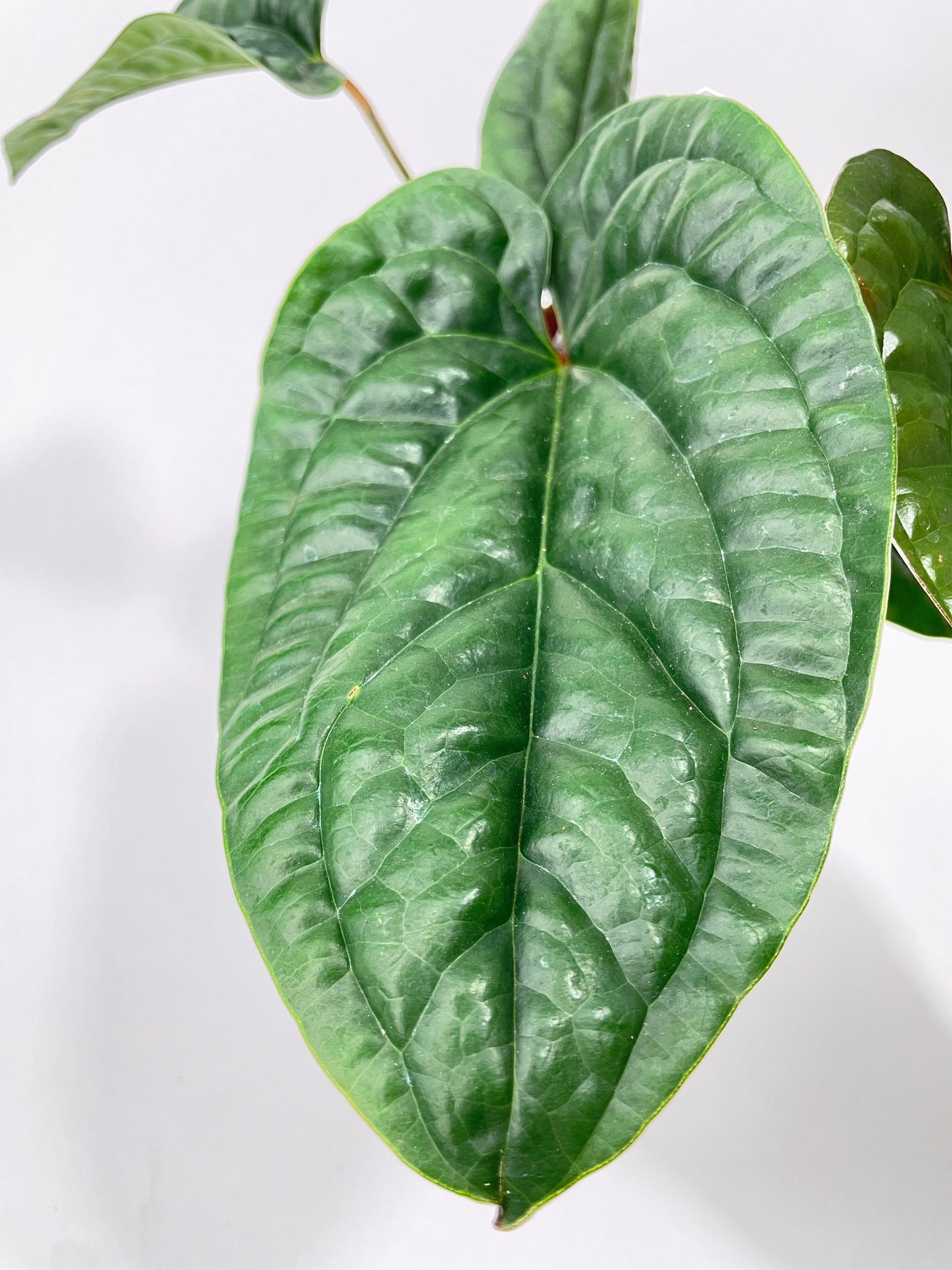 Anthurium Radicans - Bumble Plants