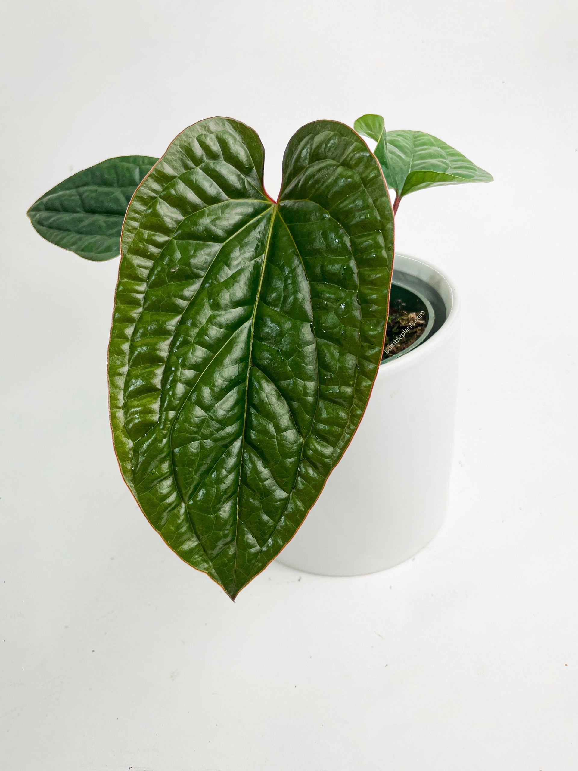 anthurium luxurians hybrid Anthurium Radicans x Luxurians Hybrid