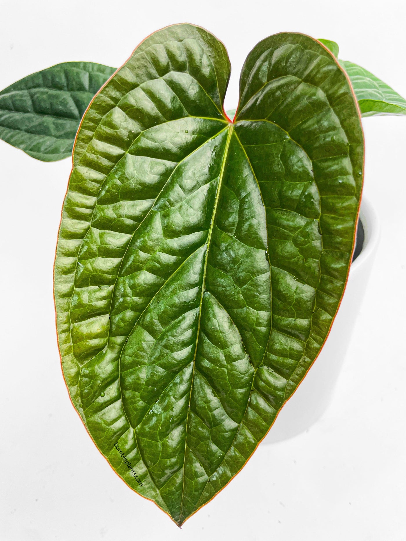 anthurium radicans hybrid Anthurium Radicans x Luxurians Hybrid