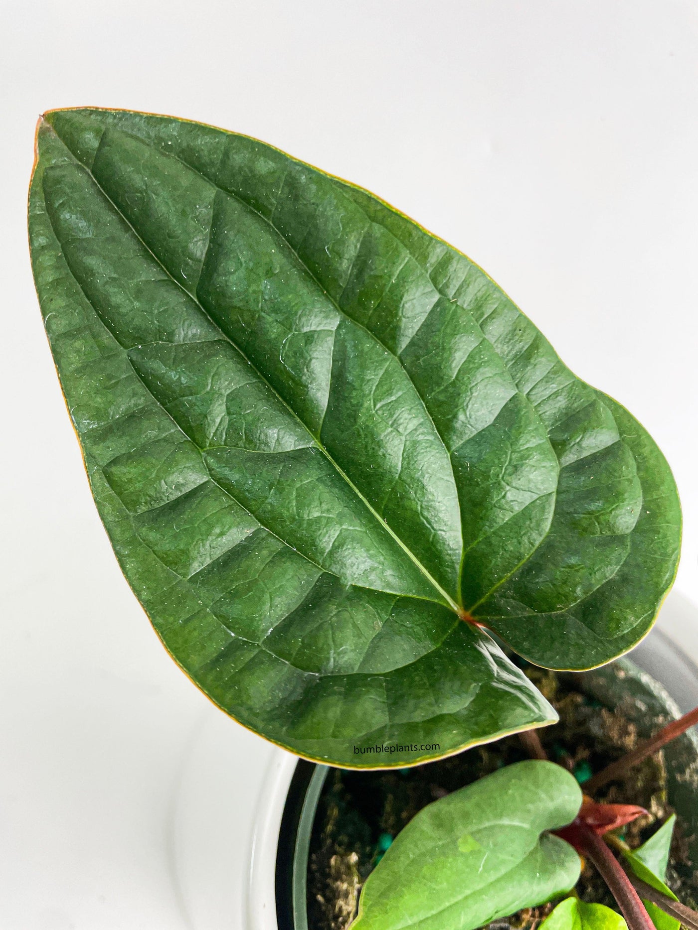 anthurium radicans hybrid Anthurium Radicans x Luxurians Hybrid