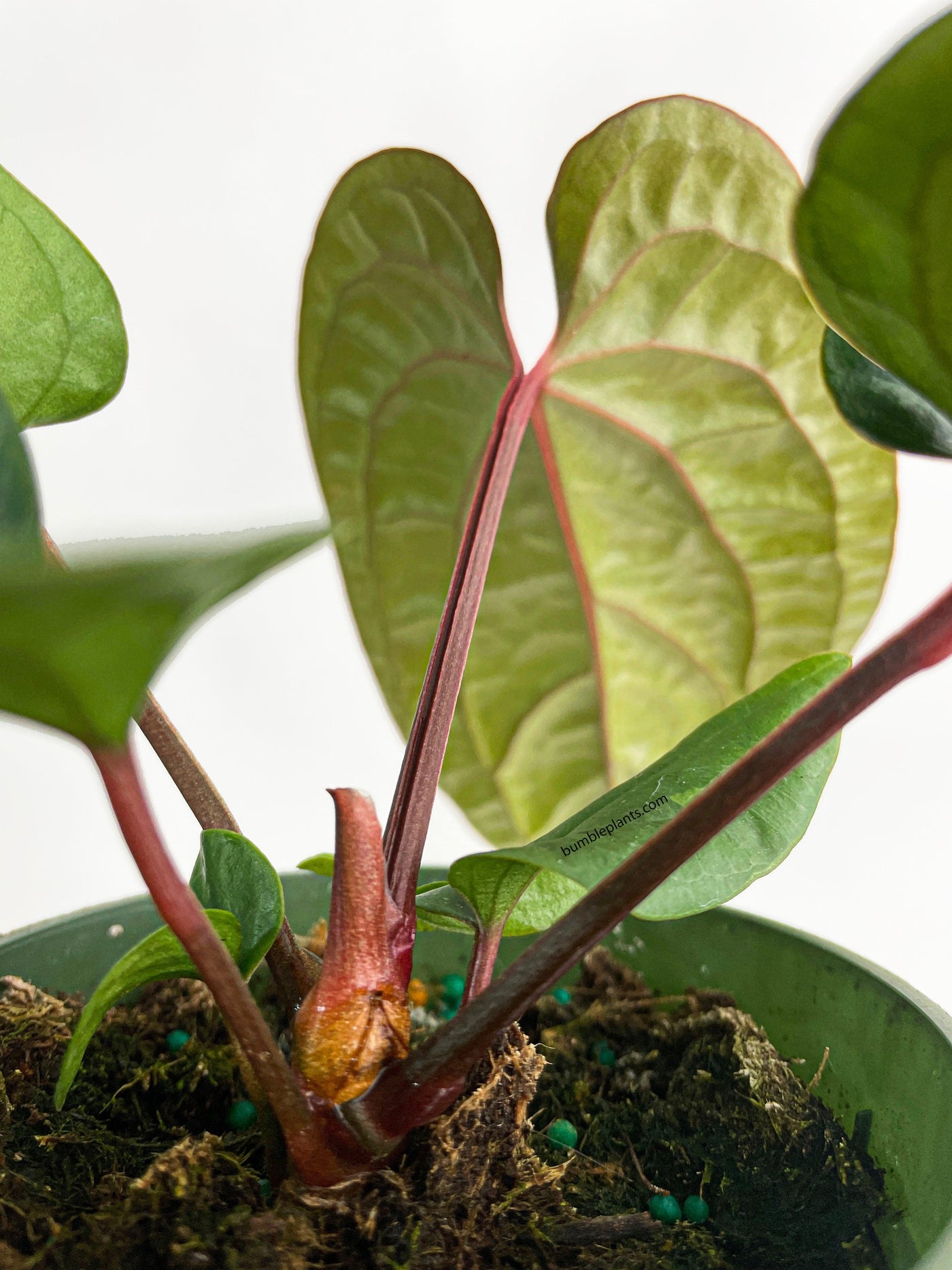 anthurium radicans x luxurians care Anthurium Radicans x Luxurians Hybrid