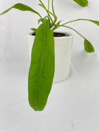 Anthurium Vittarifolium - Bumble Plants