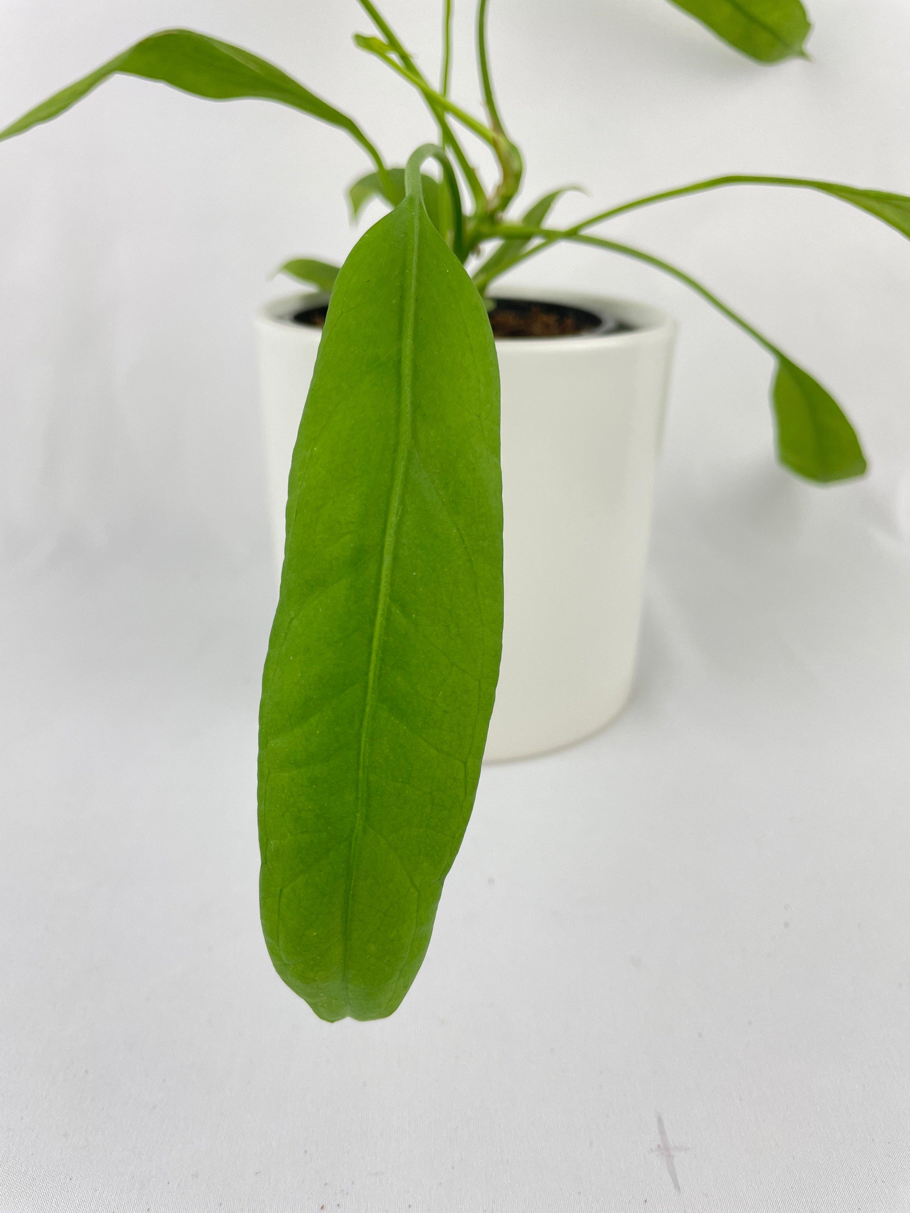 Anthurium Vittarifolium - Bumble Plants
