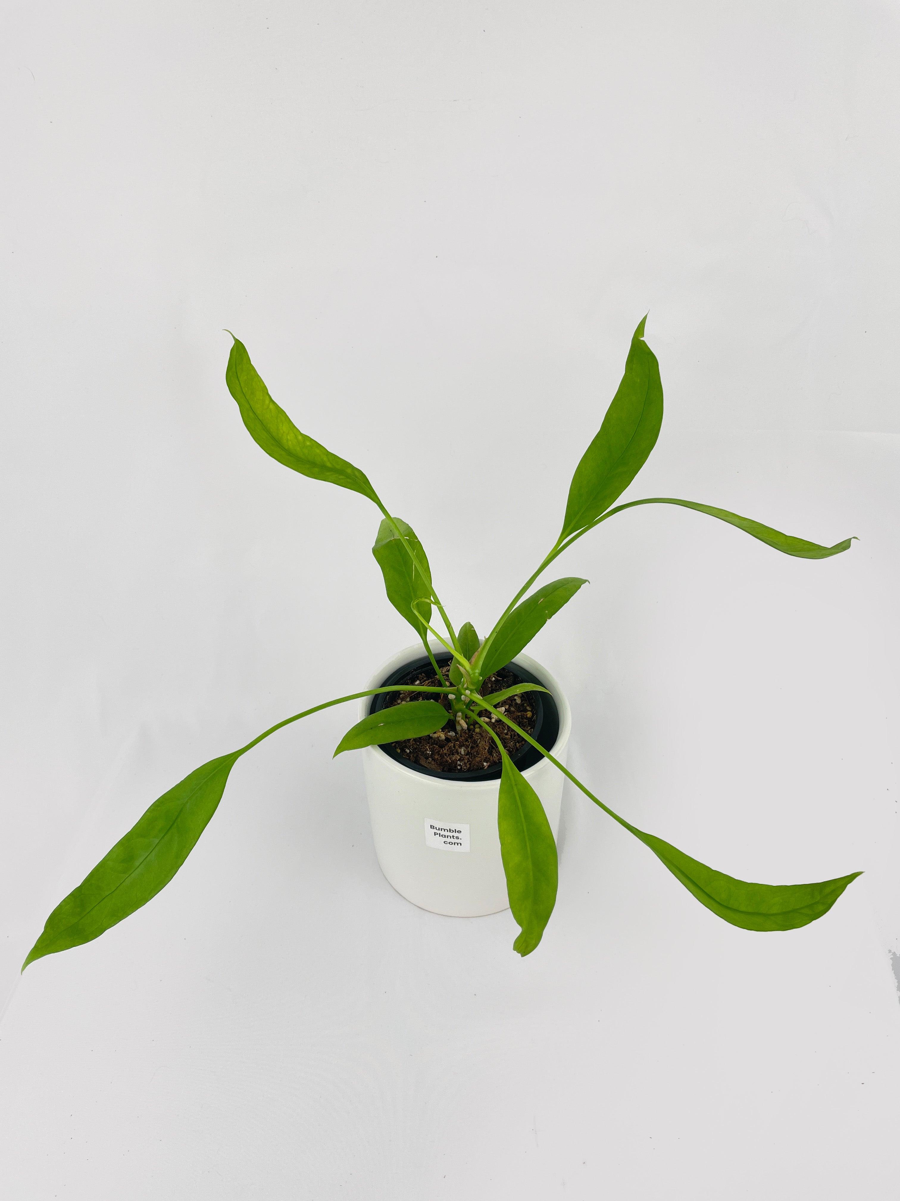 Anthurium Vittarifolium - Bumble Plants