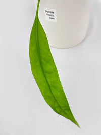 Anthurium Vittarifolium - Bumble Plants
