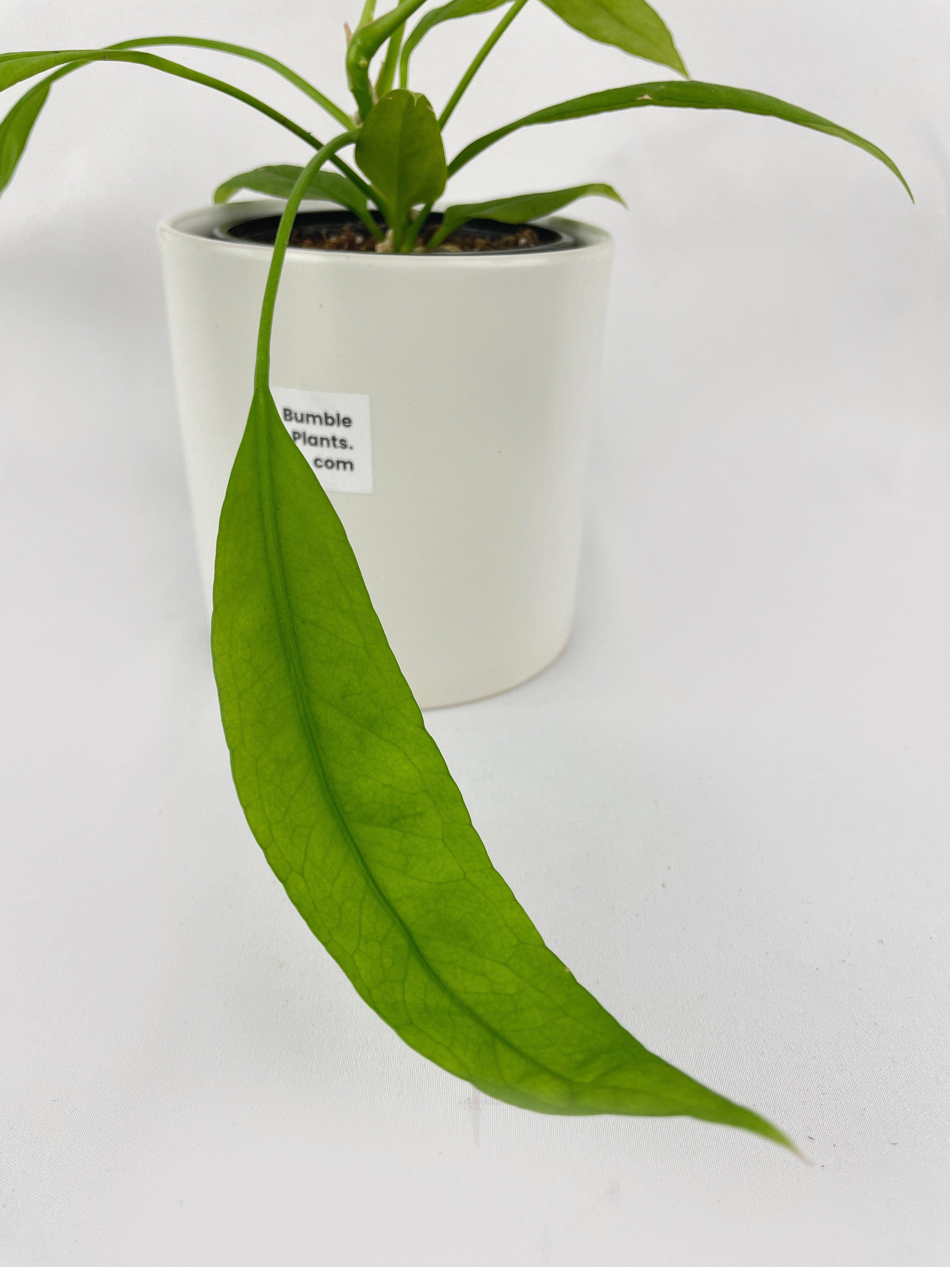 Anthurium Vittarifolium - Bumble Plants