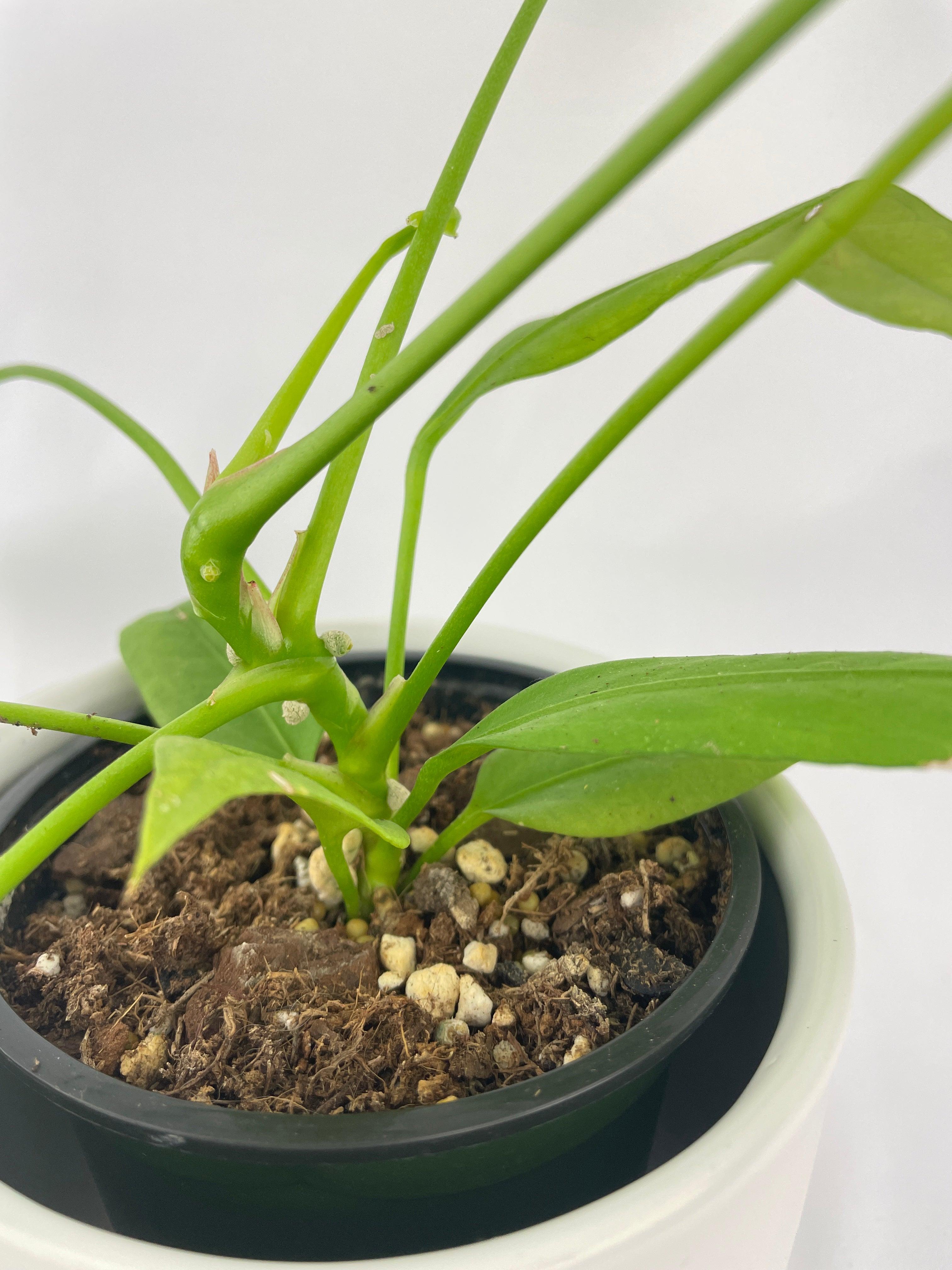 Anthurium Vittarifolium - Bumble Plants