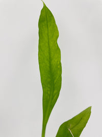 Anthurium Vittarifolium - Bumble Plants