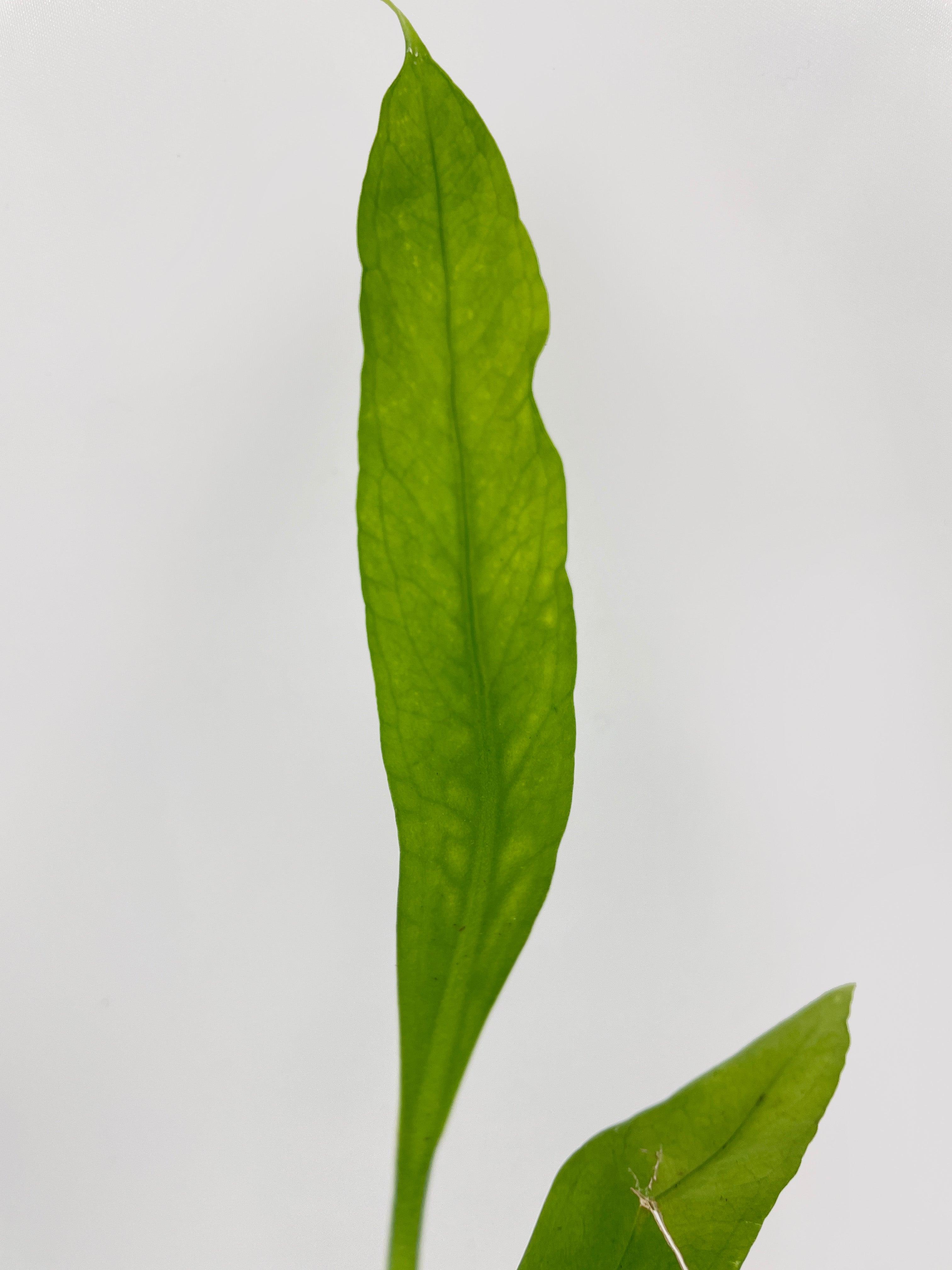 Anthurium Vittarifolium - Bumble Plants