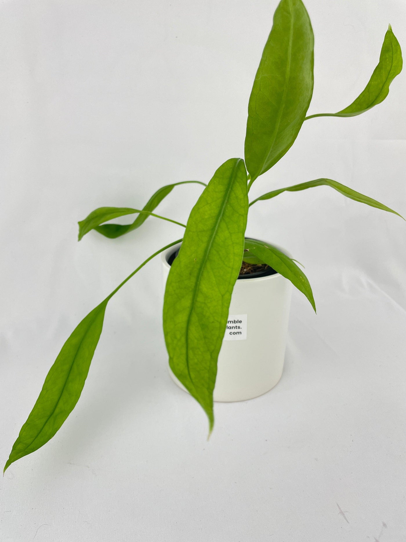 Anthurium Vittarifolium - Bumble Plants