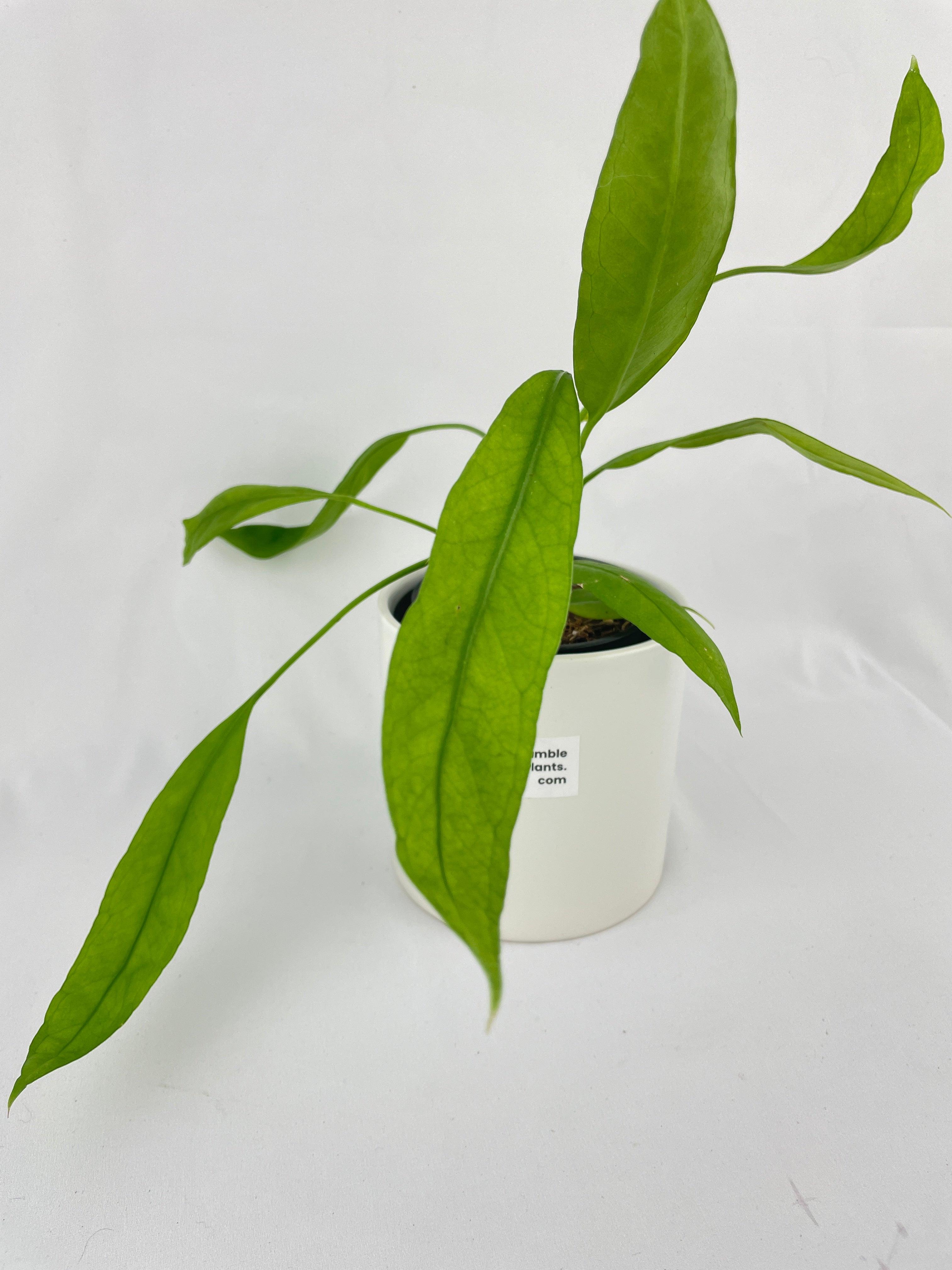 Anthurium Vittarifolium - Bumble Plants