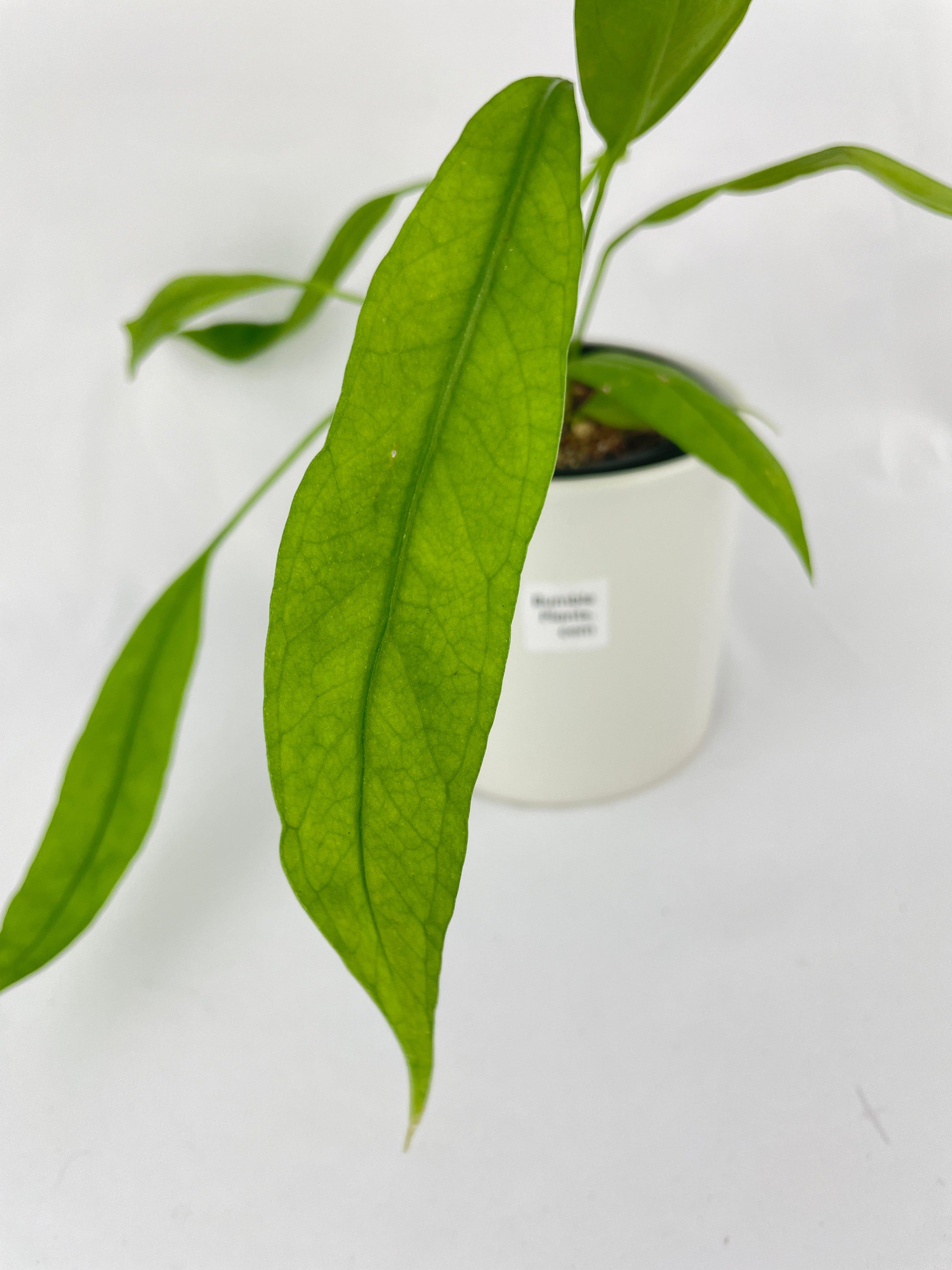 Anthurium Vittarifolium - Bumble Plants