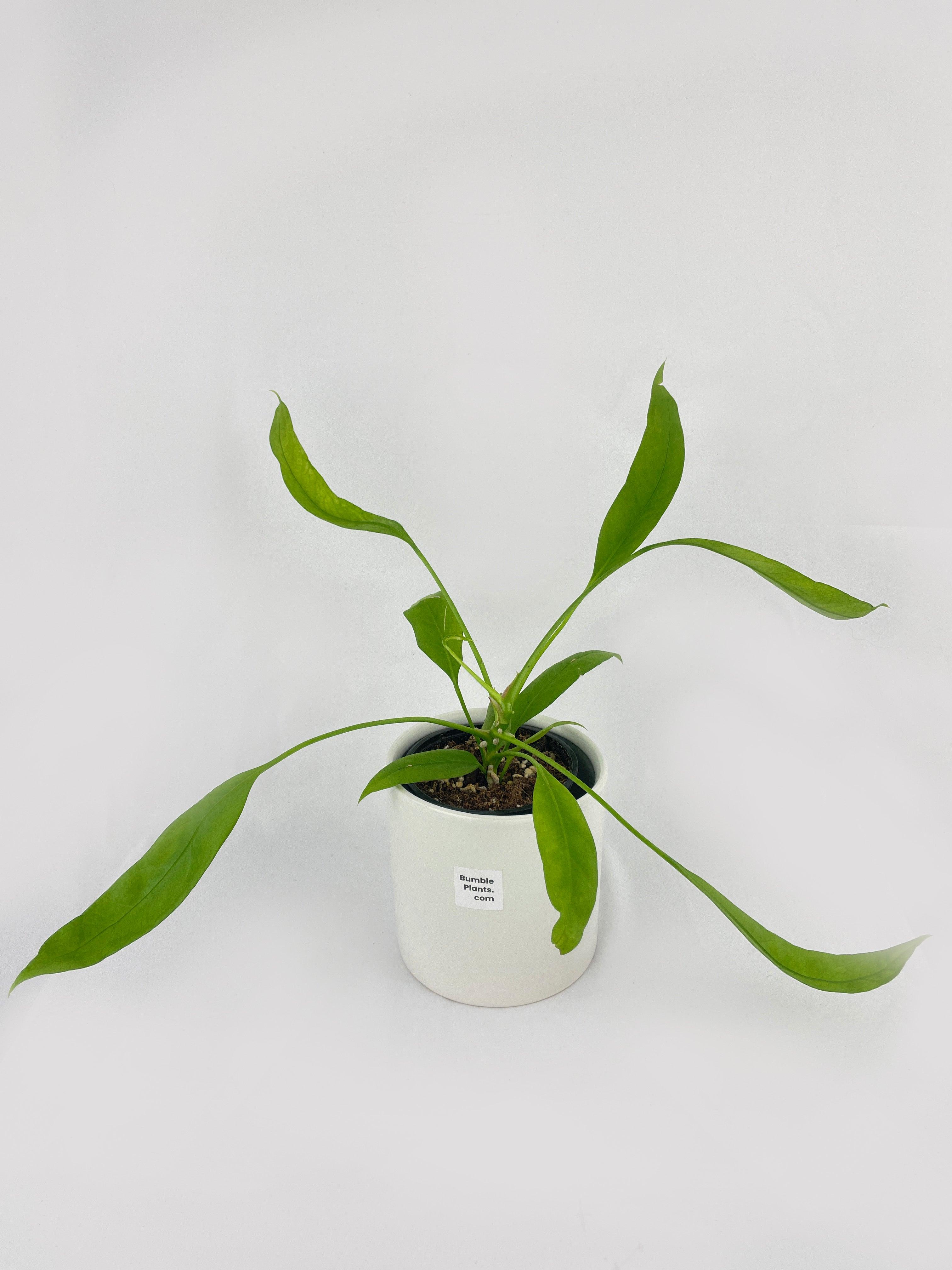 Anthurium Vittarifolium - Bumble Plants