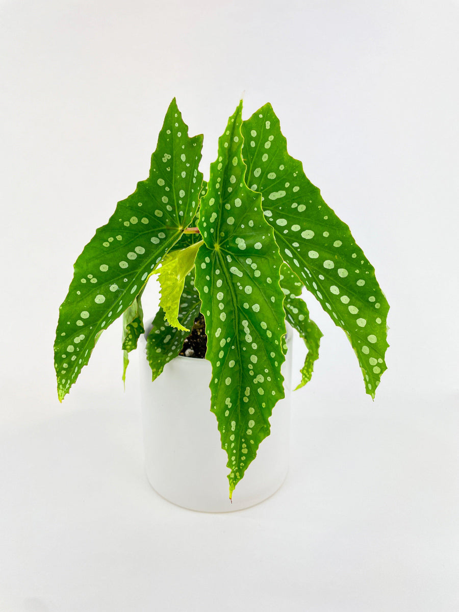 Begonia Polka Dot Angel Wings - Bumble Plants