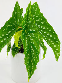 Begonia Polka Dot Angel Wings - Bumble Plants